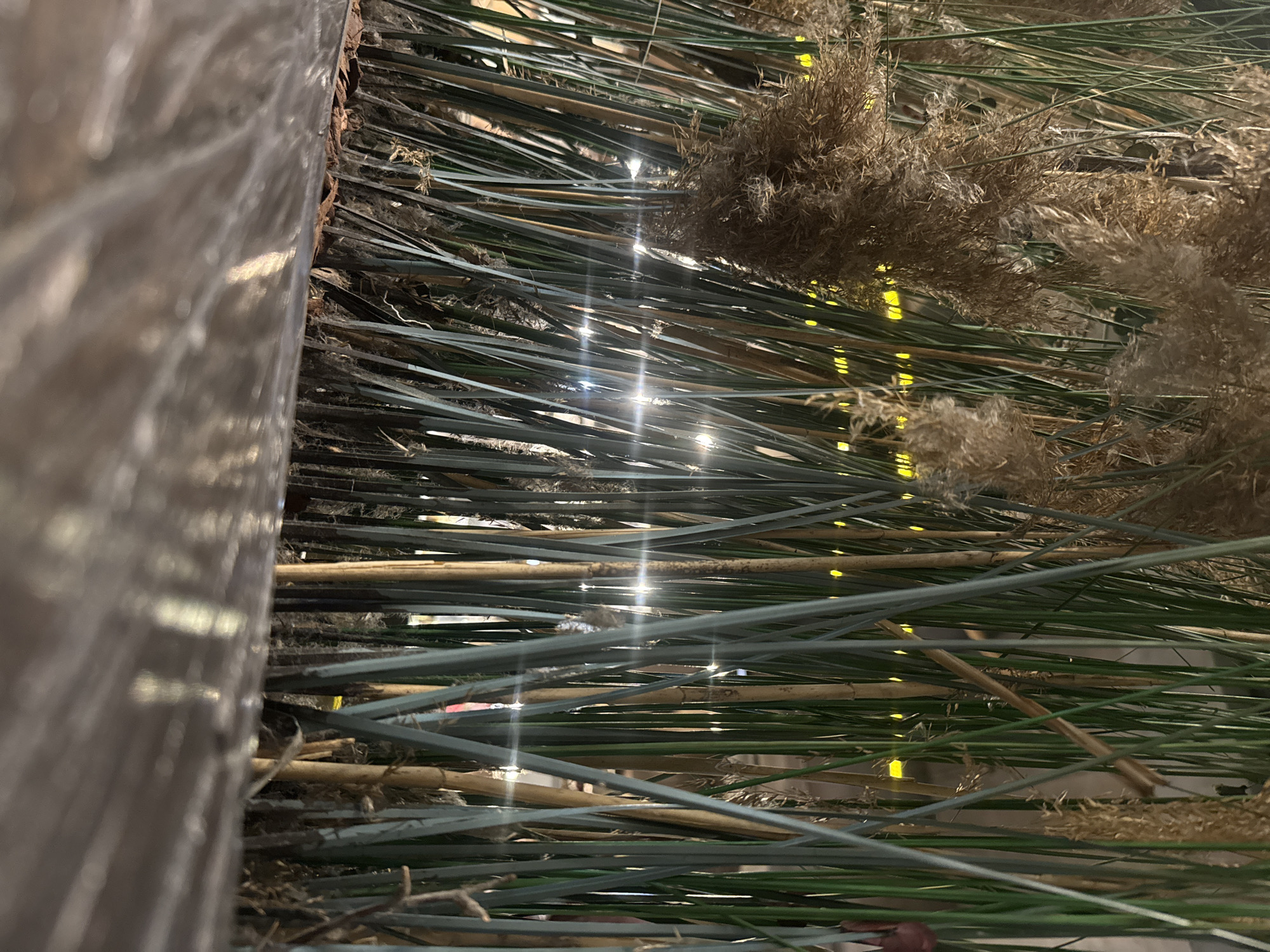 The image captures a detailed view of a decorative indoor arrangement, located in Yekaterinburg, Russia. The scene is dominated by a dense display of various plant materials, viewed as if looking through or into a textured screen.
On the left side, a blurry, textured vertical object, possibly a rough wooden beam or pillar, partially frames the composition, suggesting a structural element. The main subjects are numerous long, slender plant stalks and leaves. These include vibrant green reed-like foliage and dryer, tan-colored bamboo-like stalks, intricately intertwined. Scattered throughout this greenery are fluffy, brownish plumes, reminiscent of dried pampas grass or cattail heads, adding soft, feathery textures.
Behind the interwoven plants, several bright artificial light sources create prominent horizontal lens flares across the center of the image. Further in the background, numerous small, circular yellow lights are visible, likely decorative string lights, illuminating the display from within. The overall lighting is dim, highlighting the glow of the artificial lights against the natural textures of the plants. No human figures or activities are visible, and there is no discernible text. The image portrays a static, artfully arranged natural display.