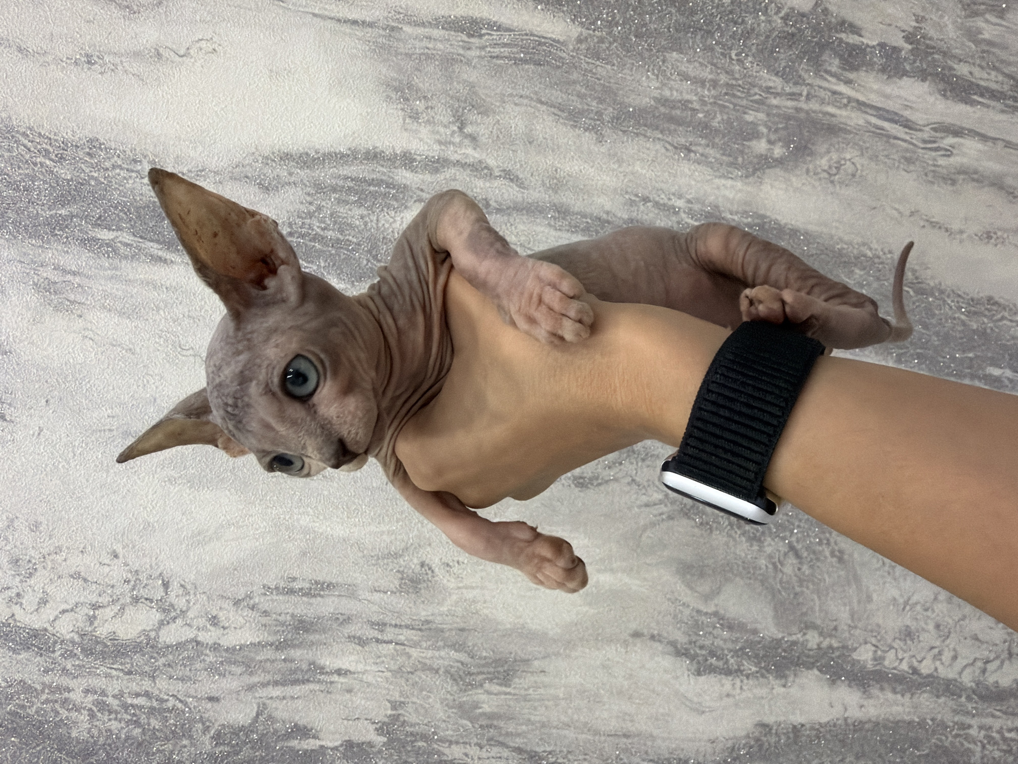 A hairless Sphynx kitten is held in a person's hand against a textured, grey and white background. The kitten has large ears, blue eyes, and pinkish-tan skin. The person is wearing a black watch with a fabric band. The image is taken in Elitnyi, Russia.
