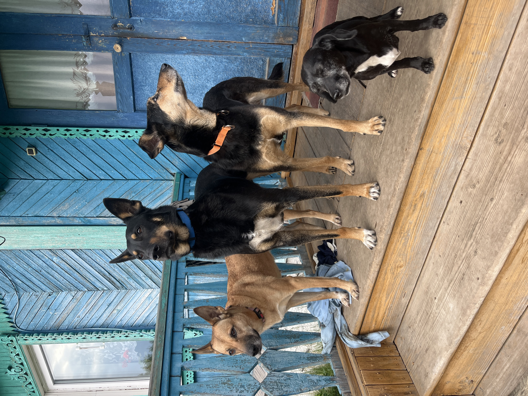 The image depicts four dogs on the wooden porch of a house in Nizhny Tagil, Russia. The house is painted blue with decorative trim. The dogs vary in color. One is tan, two are black and brown, and one is black with white markings. They are standing and lying on the porch. A blue cloth is near the tan dog. The porch is made of wooden planks. There's a window to the left side of the house. The front door is painted blue.