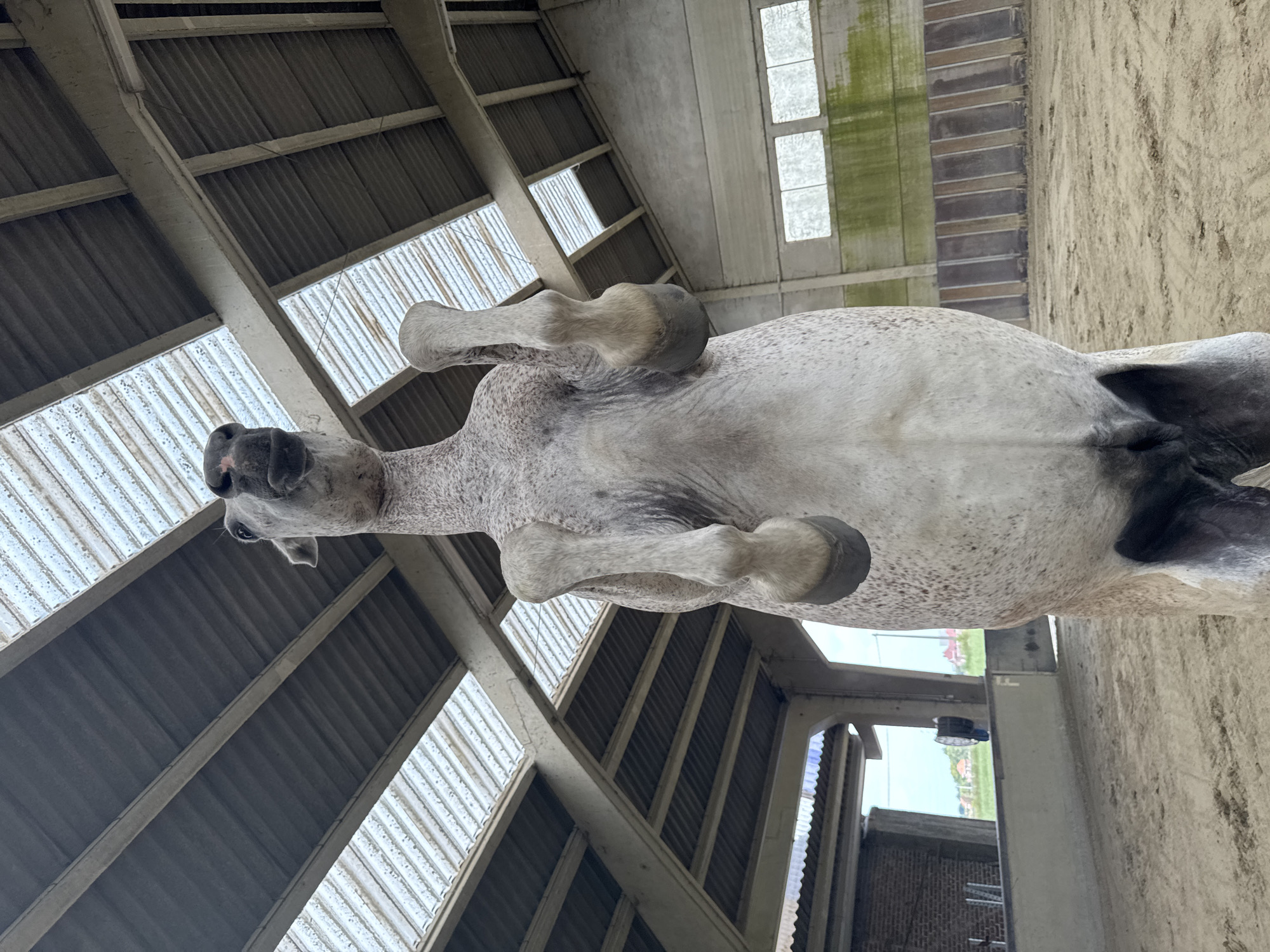 The image is a low-angle shot of a white horse rearing up on its hind legs inside a stable or riding arena. The horse is positioned centrally, with its front legs raised and bent. The interior features a high ceiling with corrugated metal roofing and translucent panels, supported by concrete beams. The walls are concrete, with wooden paneling on the lower section and windows with green algae growth near the top. The ground is covered in sand, typical of an equestrian facility. The background shows glimpses of an outdoor environment with a fence, some buildings, and greenery, suggesting the location is in or near Pecq, Belgium, based on the context provided. There are no people visible in the frame.