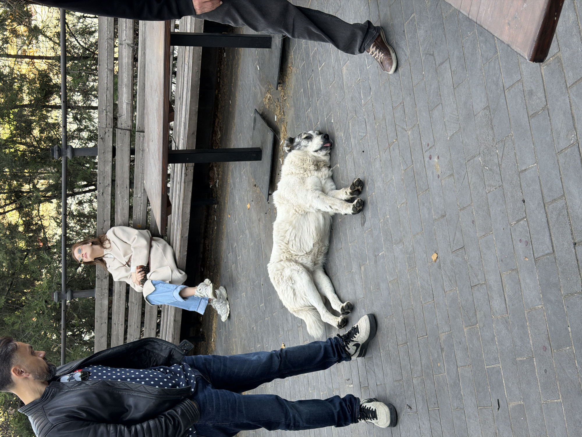The image captures a scene in Tbilisi, Georgia, possibly in an outdoor café or park area. A woman with light brown hair is reclining on a wooden bench, wearing blue jeans, white sneakers, a light-colored coat, and sunglasses. A man in a dark leather jacket, a polka-dot shirt, and dark jeans is partially visible at the bottom of the frame. Another person wearing dark trousers and brown shoes is visible in the upper right corner. A large, white dog is lying on the gray-paved ground near the bench, stretching out with its tongue slightly visible. The area is paved with gray rectangular bricks. Bare trees and foliage are visible in the background.