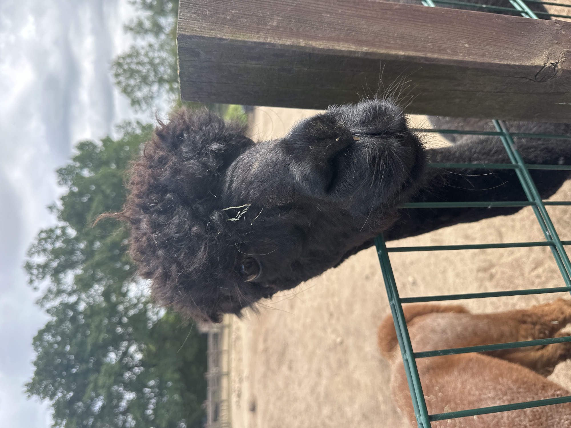 This is a close-up, eye-level, outdoor shot of a black alpaca at the Ziegendorf Zoo in Ziegendorf, Germany. The alpaca is facing forward, looking slightly to its left. Its head is framed by a dark, curly fleece, and a few pieces of hay are caught in its fur. The alpaca's right eye is visible, and its nose and mouth area are dark and textured. A green metal fence runs across the bottom foreground, with the alpaca's head resting just above it. To the left of the alpaca, partially obscured by the fence, is the back of a brown alpaca. In the background, the ground is sandy and uneven, with some wooden fencing structures and blurred green trees under a cloudy sky. A rough-hewn wooden post is visible on the right side of the frame.