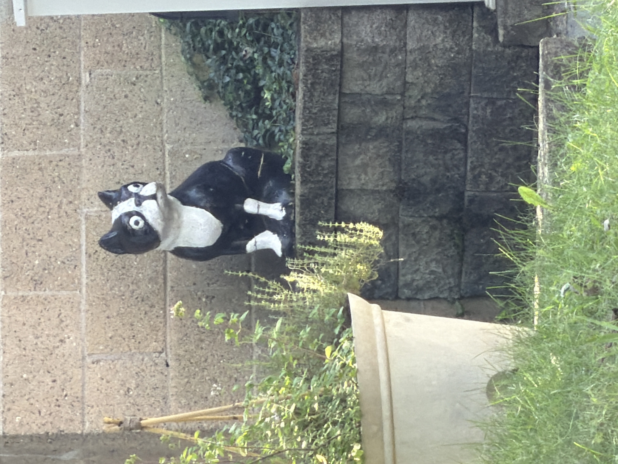 This is a medium shot, eye-level, vertical photograph of a black and white Boston Terrier statue situated in a yard. The statue is facing slightly to the left, with its head tilted up. It has large, wide eyes and a somewhat surprised expression. The statue is sitting on a stone ledge, which is part of a stone wall. To the left of the statue is a large, light-colored planter pot with green foliage. Behind the statue and to the right is more dense green foliage and a textured stone wall made of large, rectangular blocks. In the foreground, there is green grass. The lighting suggests it is daytime, likely a sunny day, casting subtle shadows. The background is a stone wall with visible mortar lines. The scene appears to be an outdoor residential setting.