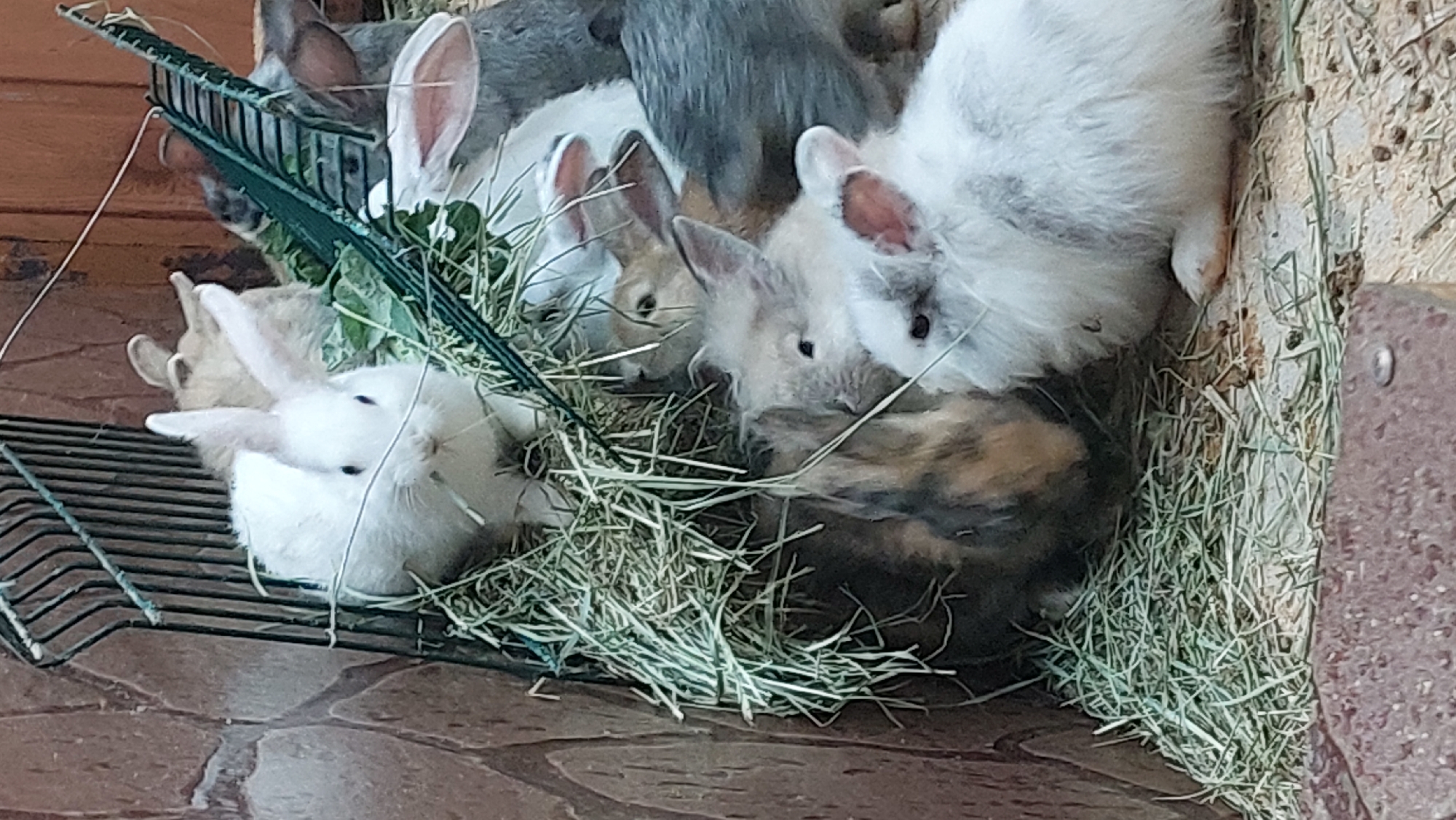 The image shows a close-up, eye-level view of a group of rabbits huddled together in a hay-filled enclosure. The rabbits are of various colors, including white, grey, and tan with brown patches. Some of the rabbits have their ears perked up, while others have them relaxed. A green wire feeder filled with hay and leafy greens is visible in the upper right portion of the frame. The enclosure appears to be made of wood and stone. The image does not contain any information about its location in Yelizovo, Russia.