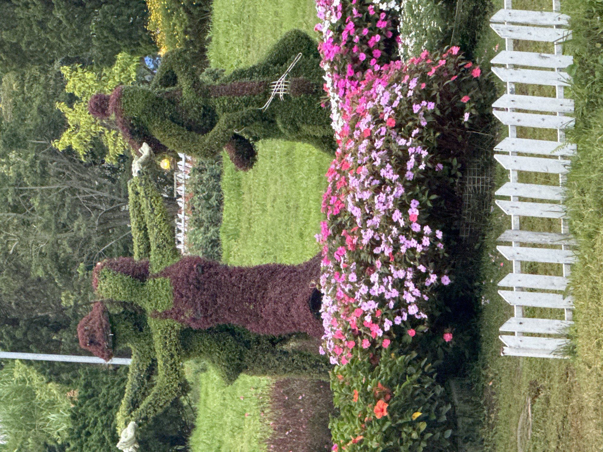 This image depicts a topiary display in a garden setting, likely in Da Lat, Vietnam, known for its floral displays and gardens.
In the foreground, a white picket fence is visible, with green grass beyond it. Behind the fence, a dense bed of vibrant pink and purple flowers is in bloom, interspersed with some red hibiscus flowers and orange flowers.
The main subjects of the image are three human-shaped topiary figures. On the left, two figures are intertwined, one predominantly green and the other a deep reddish-purple. The green figure appears to be wearing a hat, and both figures have their arms outstretched, suggesting a dance or embrace. To the right, a single topiary figure, primarily green with reddish-purple accents for the head and a stylized representation of a cello, is positioned as if playing the instrument. The figures are sculpted from dense foliage, creating a textured, living artwork.
The background consists of a lush green lawn, various trees, and more distant foliage, with a pole (possibly a lamppost or utility pole) visible behind the topiary figures on the left. The overall scene is natural and well-maintained, indicative of a public garden or park.
