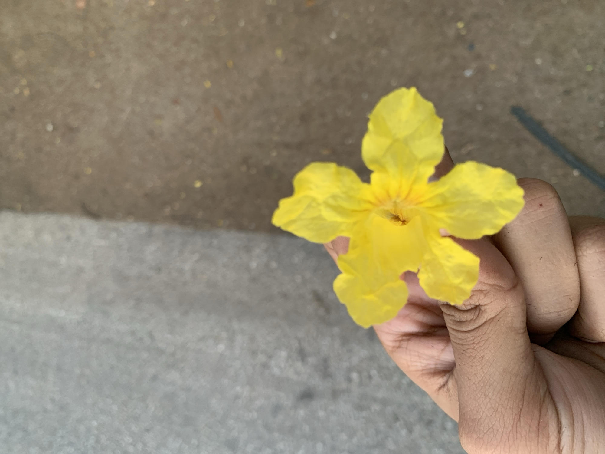 An outdoor, eye-level shot captures a person's hand gently holding a bright yellow flower against a blurred ground surface. The hand, visible on the right side of the frame, is an adult hand with distinct skin texture and creases on the fingers. It grasps the lower part of the flower's stem, partially obscuring one of its petals.
The flower is a vibrant yellow, featuring five prominent petals that appear delicate and show some natural creasing. Its center displays a cluster of small, darker orange-brown structures, likely the stamens or pistil. The lighting on the flower is bright and even, suggesting it is daytime.
The background is significantly out of focus, appearing as a mixed texture of light gray and brownish-gray, resembling concrete or a dirt path. There are faint specks of lighter color scattered across the blurred ground, possibly dust, sand, or small pebbles. In the upper right portion of the background, a subtle, dark, linear shadow, possibly from a thin stick or object, is visible. The scene depicts a simple, natural moment in Santa Ana, Venezuela. There is no visible text in the image.