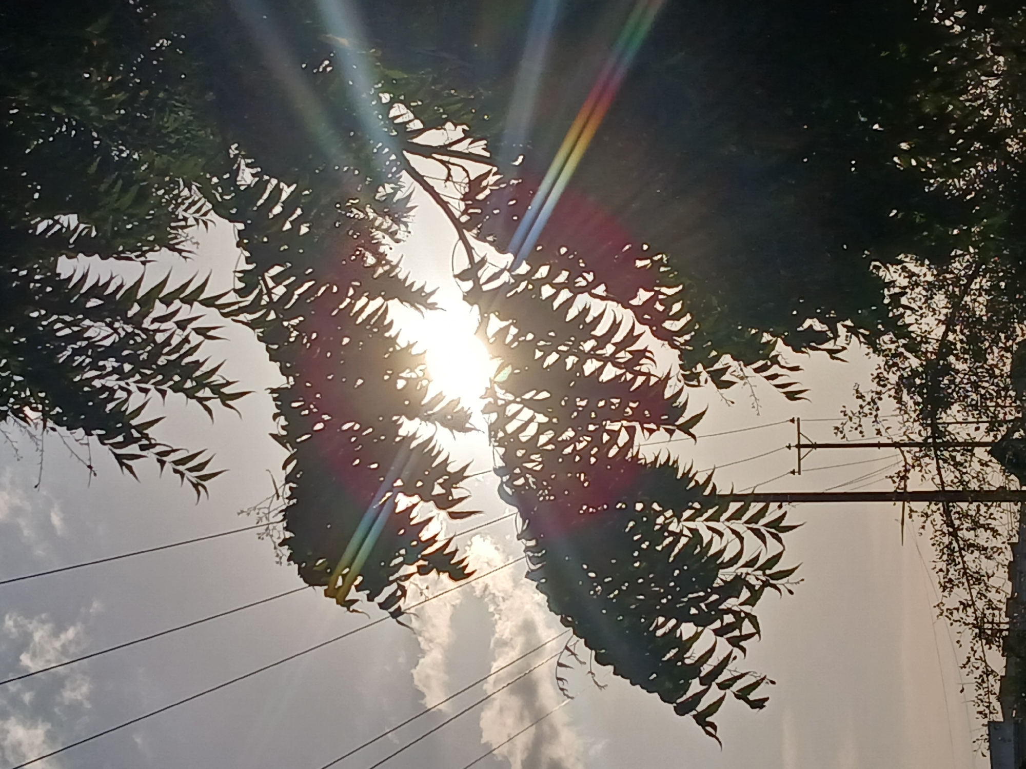 The image, taken from a low angle, features foliage from trees obscuring much of the sky. The sun, bright and partially obscured by the leaves, shines through the foliage, creating a lens flare effect. Electrical lines and poles are visible in the background. The sky is overcast with clouds. Based on the location provided, the image was likely taken in a residential or semi-urban area in Ciudad Guayana, Venezuela. The foliage suggests a tropical or subtropical climate. No people are visible.