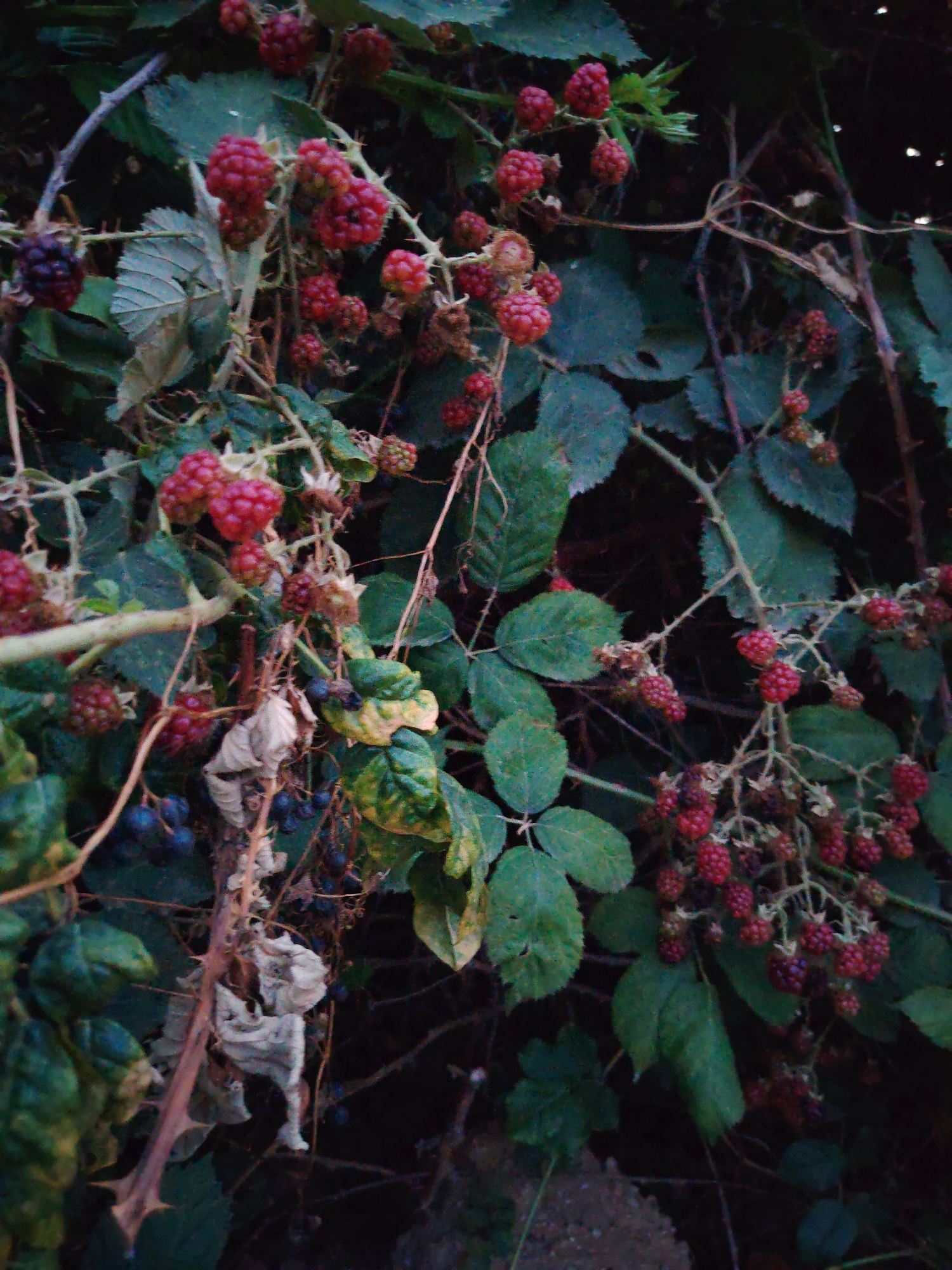A close-up shot reveals a tangle of blackberry bushes with ripe berries and lush green leaves. The berries vary in color from deep purple to vibrant red, some still partially attached to thorny branches. The background is dark and indistinct, suggesting an outdoor setting. The scene appears to be a natural environment, possibly a garden or a wild area, with no indication of urban infrastructure or human presence within the frame. The image is not identifiable as being located in Cholpon-Ata, Kyrgyzstan.
