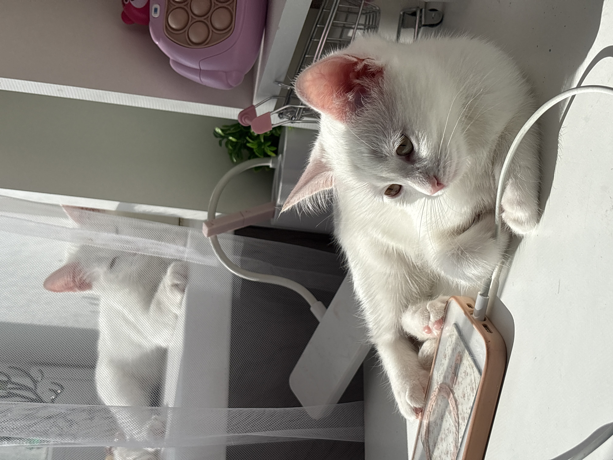 A white kitten lies on a white surface, interacting with a rose gold phone and a white charging cable. Another kitten is partially visible in a reflection behind a white mesh screen. The objects are situated near a pink toy phone, a metal storage rack, and a small green plant.