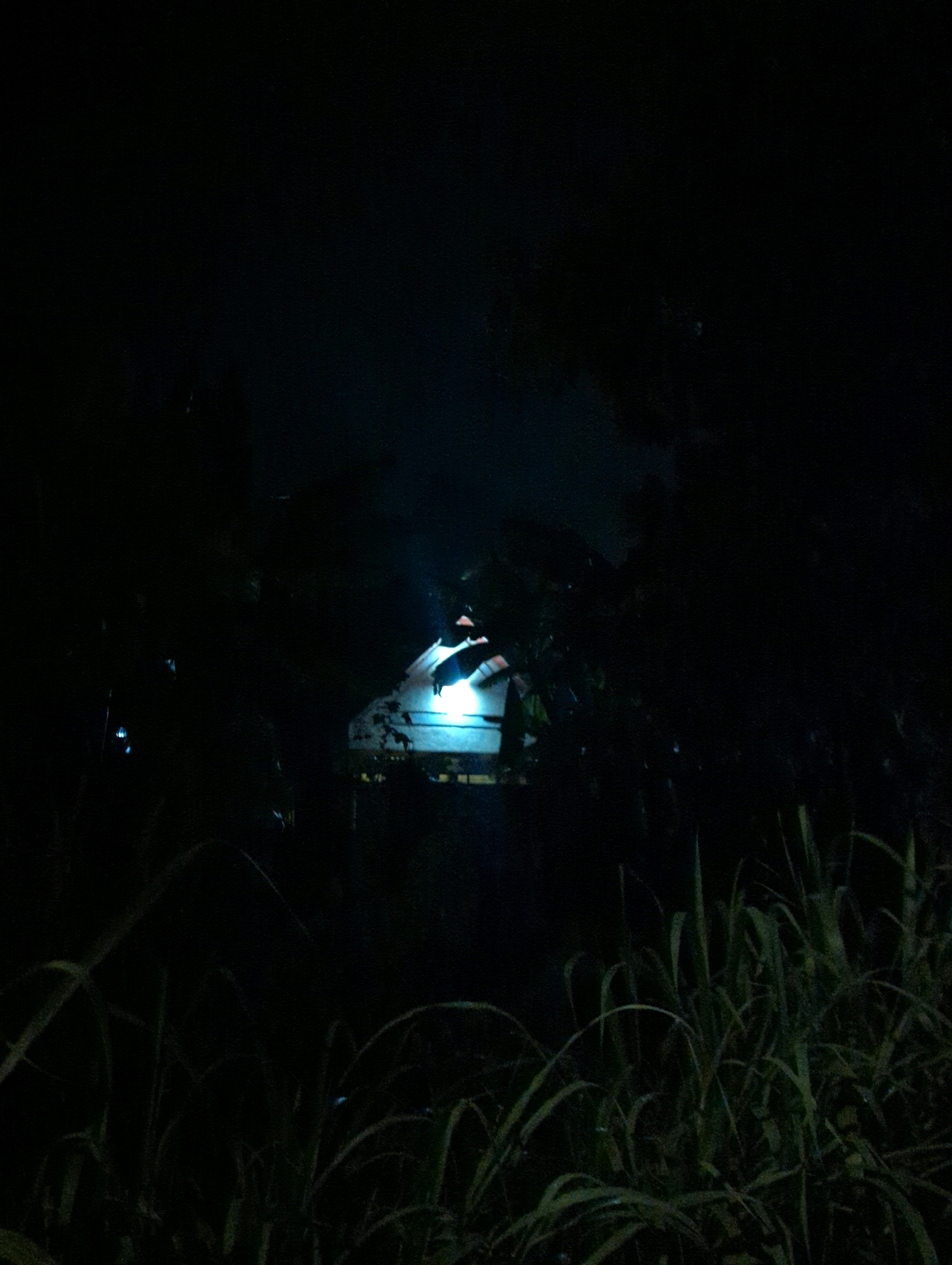 In the city of Musanze District, Rwanda, a dimly lit, overgrown area is captured at night. The foreground is dominated by tall, dark green grass, some stalks illuminated by faint, scattered lights. In the mid-ground, a structure, possibly a small hut or shelter with a sloped roof, is partially visible. A bright blue light emanates from this structure, casting a glow on its surroundings and illuminating a patch of fog or smoke above it. The background consists of dense, dark foliage and trees, creating a sense of seclusion and mystery. The overall scene is dark and atmospheric, with the artificial light from the structure contrasting sharply with the natural darkness of the night.