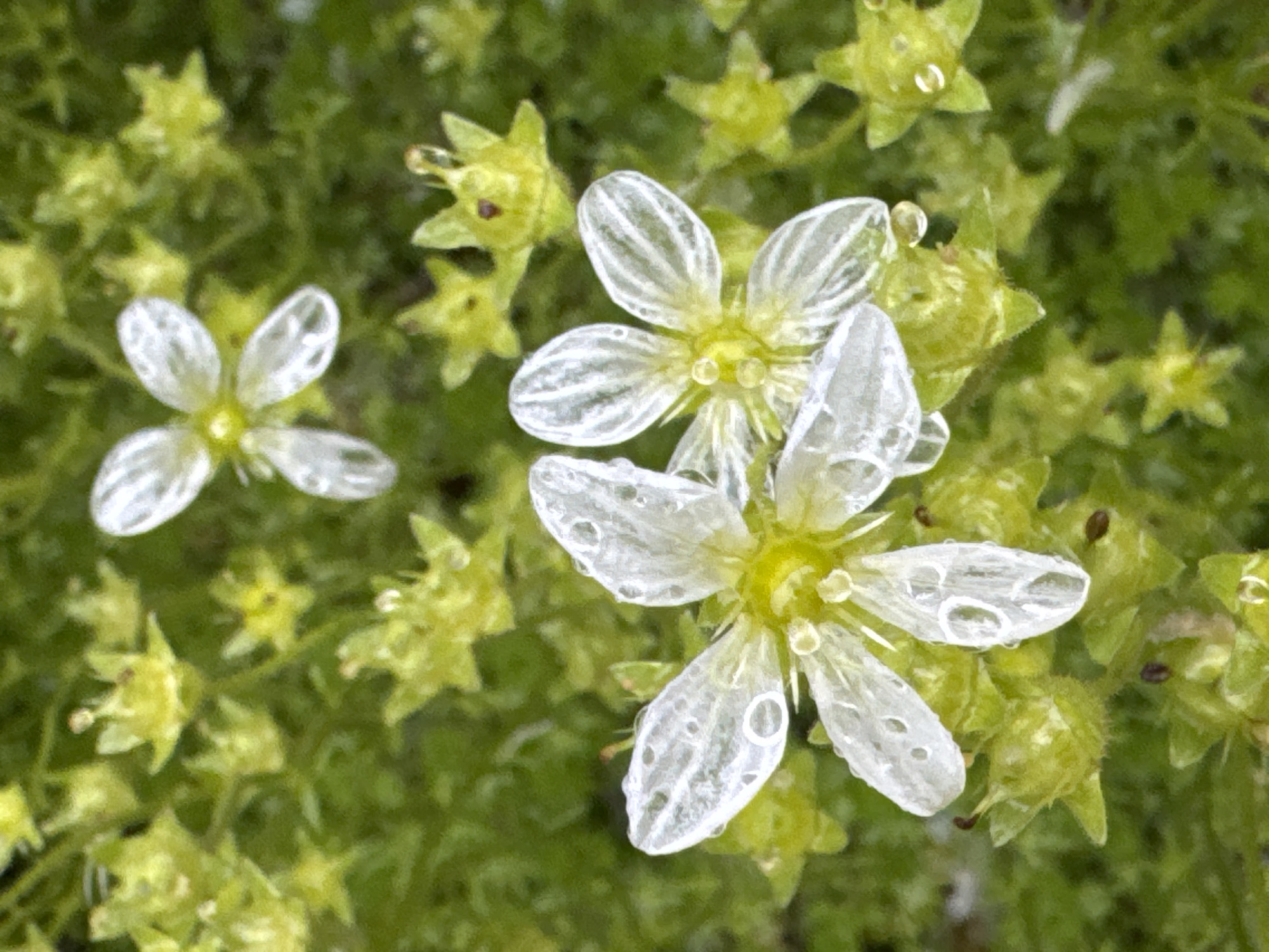 The image depicts a close-up view of small white flowers with water droplets on their translucent petals. The flowers have delicate veins and are surrounded by a vibrant green, mossy background, suggesting a natural, possibly damp environment. The lighting is soft, highlighting the texture and detail of the petals and droplets. The scene is devoid of any human presence or structures, indicating a focus solely on the botanical subject. No specific location within Steklyannyi, Russia, can be determined from the visual information provided.