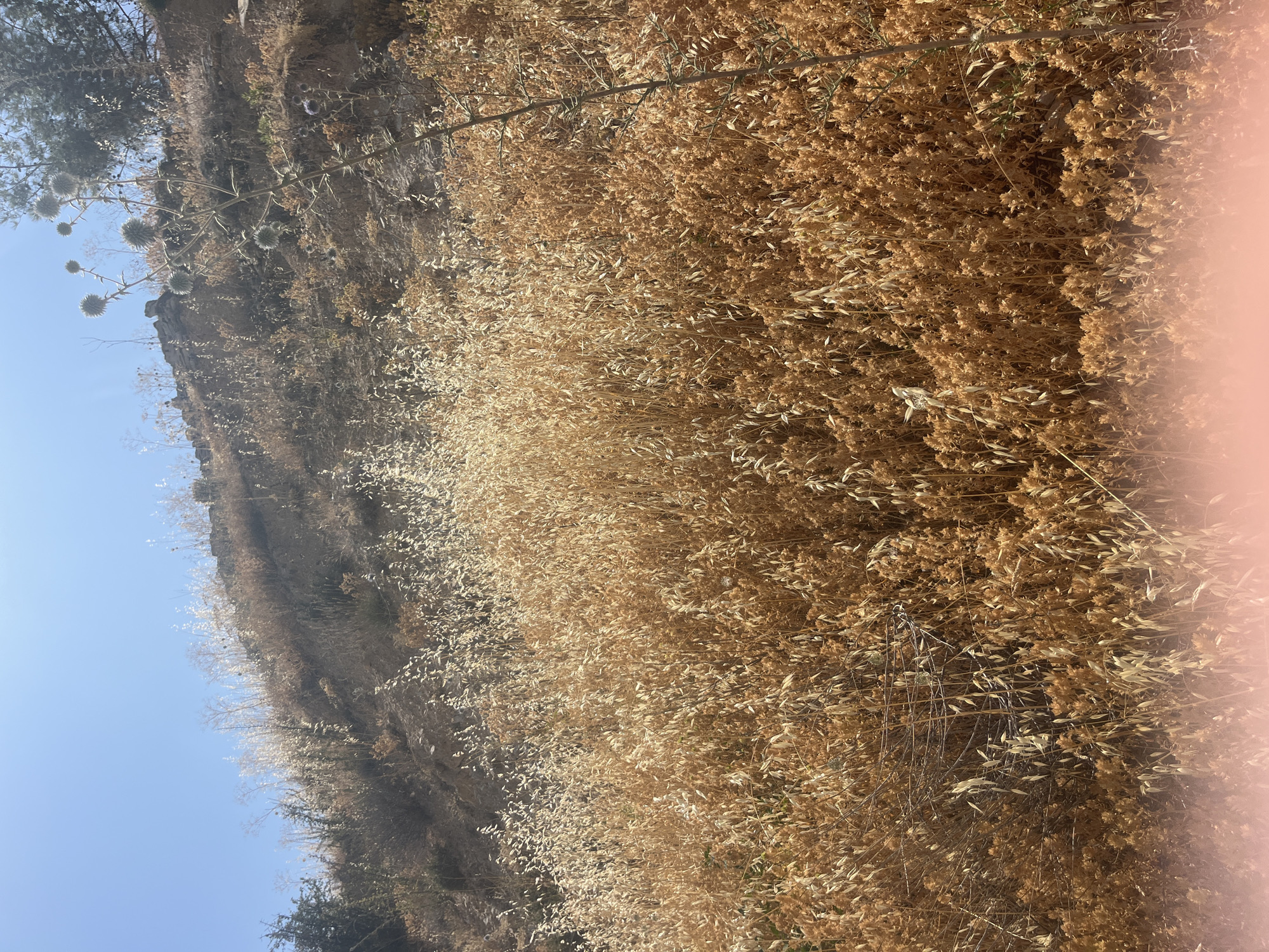A dry, sun-baked hillside in Silikou, Cyprus, is covered in dense, golden-brown vegetation. Tall stalks of dried grass and other plants create a thick carpet that extends up the slope, with some sparser patches and rocks visible on the upper part of the hill. A tall, slender plant with spherical seed heads, possibly a type of thistle, stands out in the foreground on the right side of the image. The sky above is a clear, bright blue.