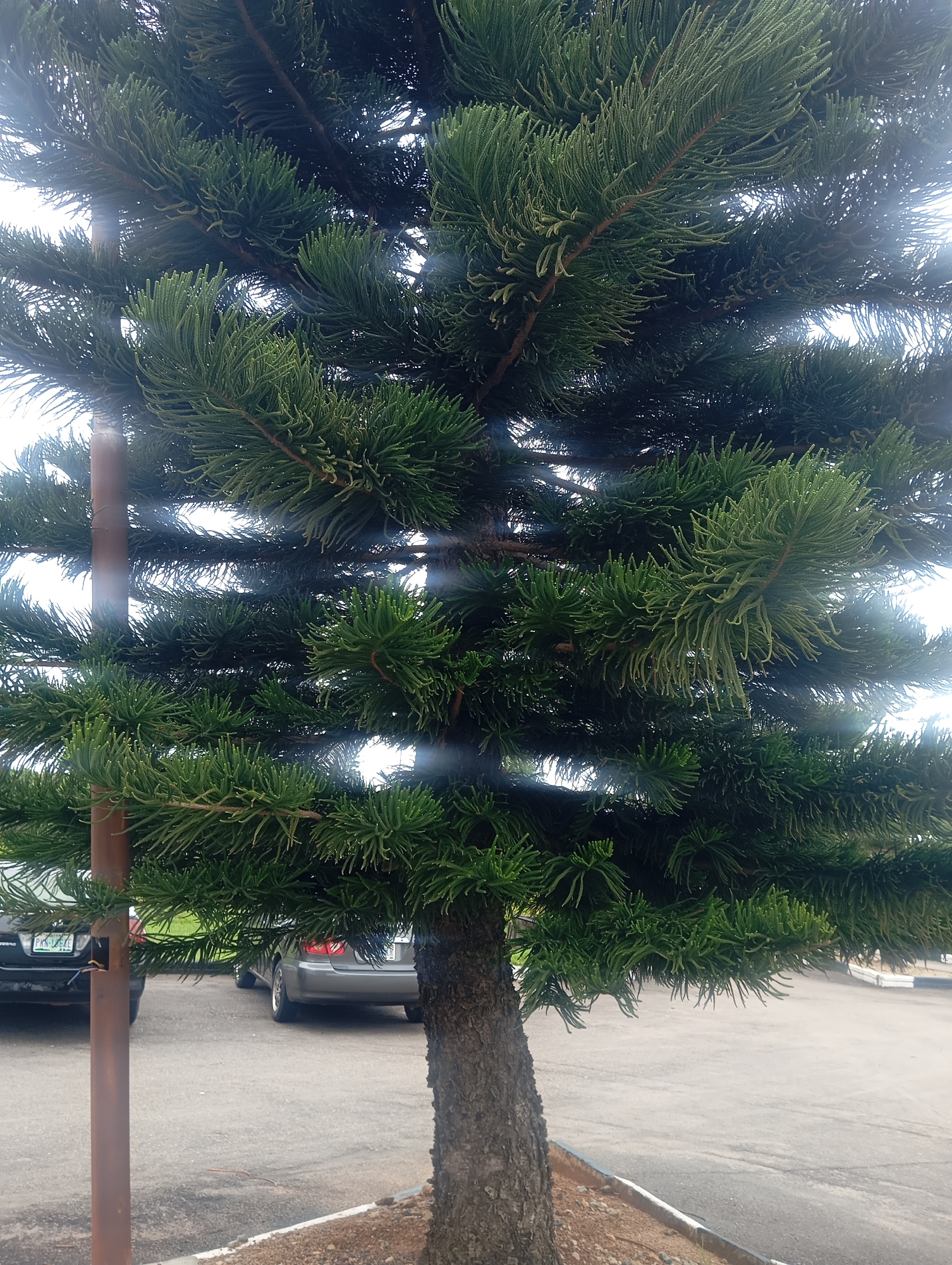 The image shows a close-up view of the dense, green foliage of a coniferous tree, likely a Norfolk Island pine, with its branches and needle-like leaves filling most of the frame. Sunlight is filtering through the leaves, creating a bright, slightly hazy effect in the background and on some of the needles. In the lower portion of the image, behind the tree and a vertical brown pole, two cars are visible parked on an asphalt surface. One car, partially obscured by the tree, is black and has a license plate starting with "PKN." The other car is gray and appears to be a sedan. The ground around the base of the tree is covered with brown mulch and small stones. The overall impression is of an outdoor setting, possibly a residential area or a public space in the city of Jos, Nigeria, given the presence of the cars and the type of vegetation.