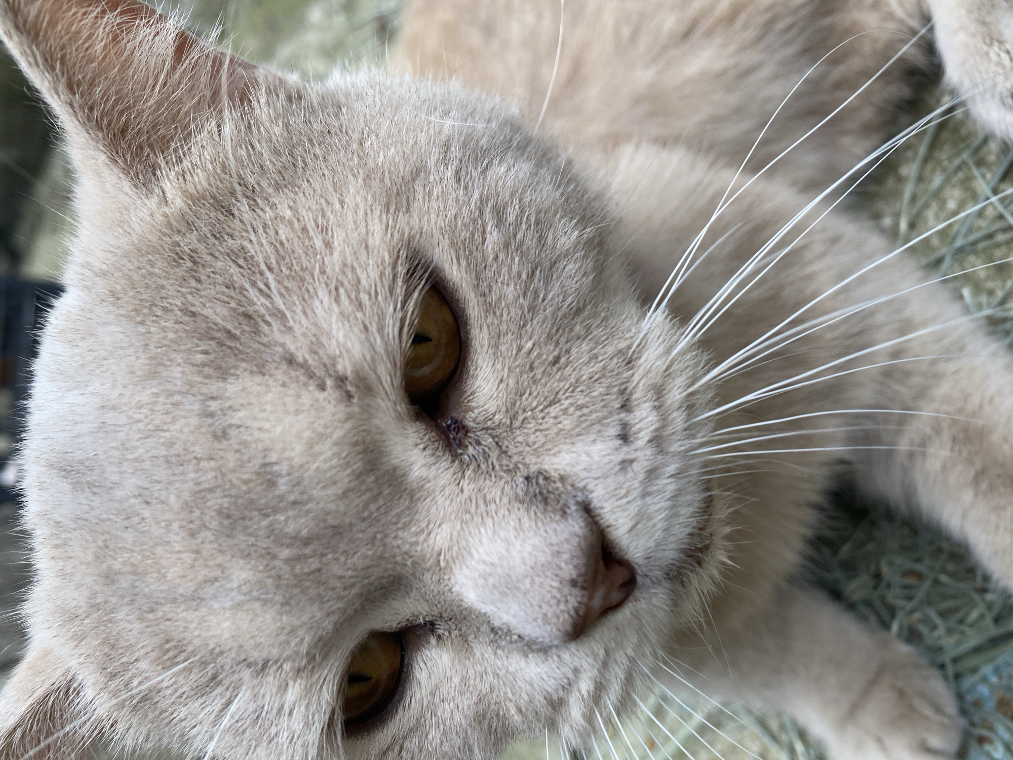 The image is a close-up, eye-level shot of a light brown cat's face. The cat has amber-colored eyes, a pink nose, and long white whiskers. Its fur appears soft and slightly matted in places. The background is blurred and out of focus, but it seems to be an outdoor environment with hints of greenery. There is no indication of the city of Maykop, Russia, or any specific location within it. The scene is static, with the cat looking downwards and slightly to its left.