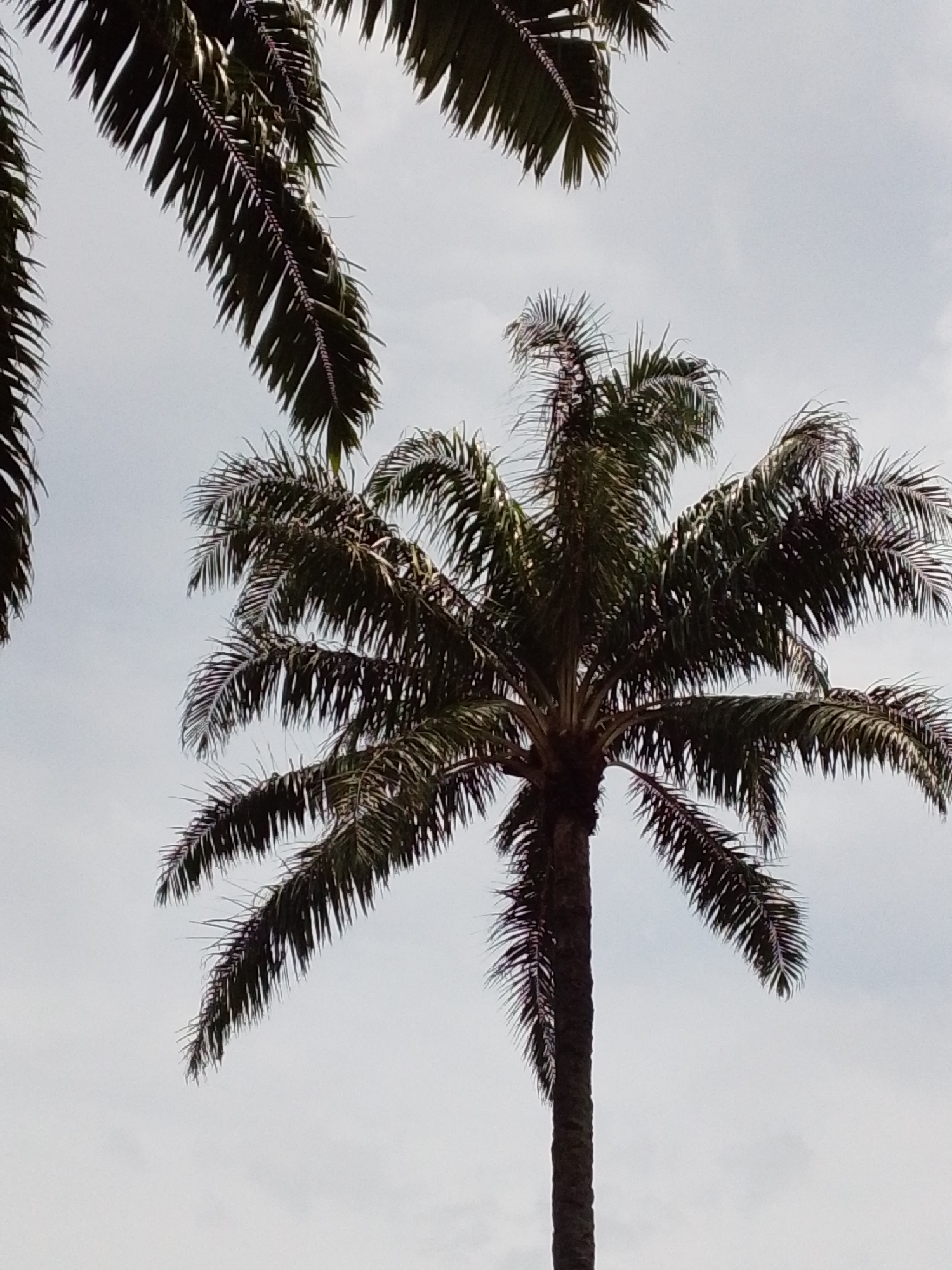 Two palm trees are shown against a cloudy sky. The tree in the foreground is taller and has more leaves. The tree in the background is shorter and its leaves are partially obscured by the foreground tree. The sky is a pale gray color. The image was taken in the city of Serti, Nigeria.