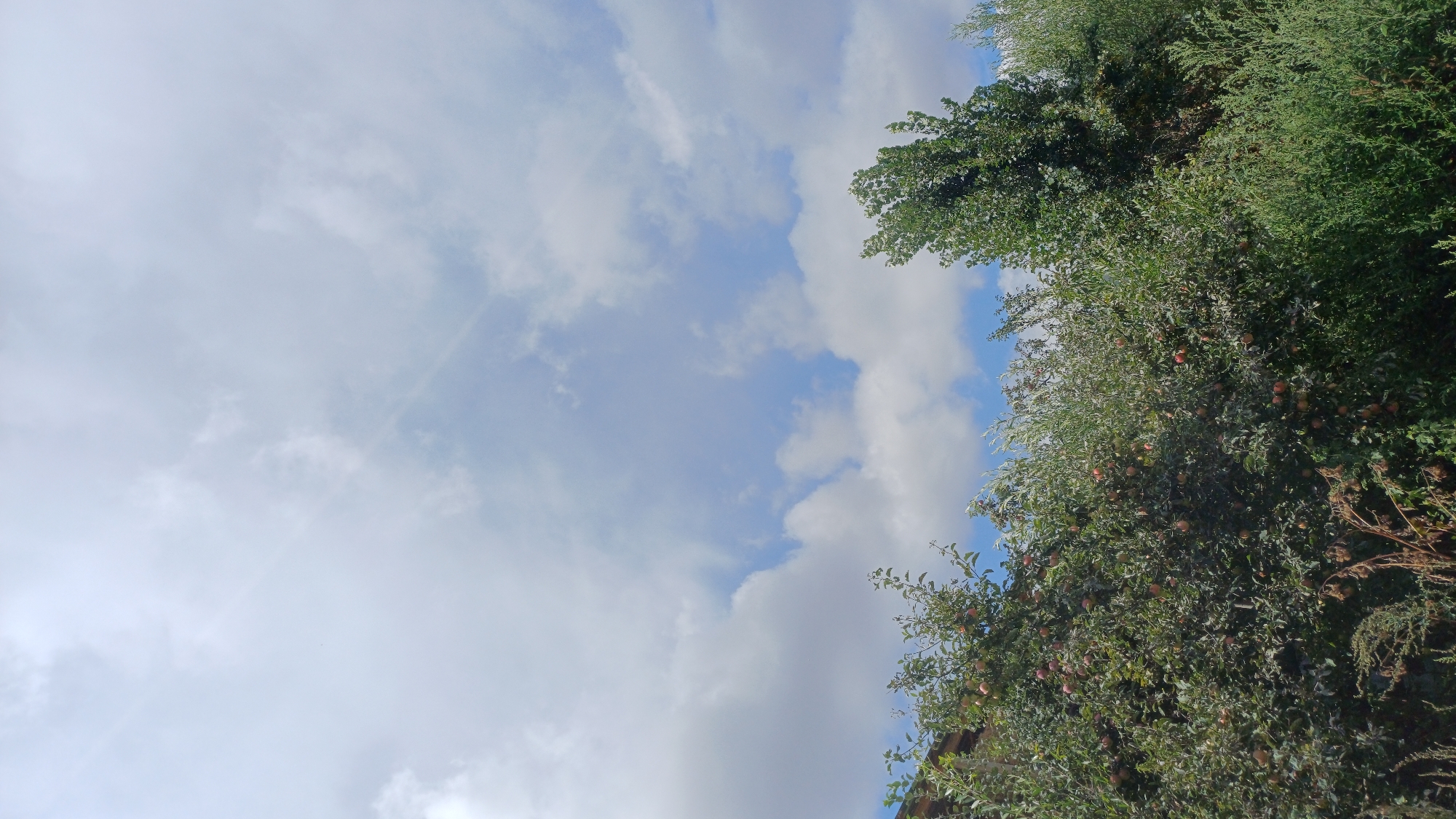 This is a full-frame, eye-level, outdoor, vertical shot of a sky filled with cumulus clouds and patches of blue sky, with a line of trees and foliage in the lower third of the frame. The trees are lush and green, with some appearing to be fruit-bearing with small, reddish-pink fruits visible on the branches on the left side of the image. The foliage density varies, with some areas appearing more sparse and feathery, particularly on the right. A dark structure, possibly a building, is partially visible on the far left edge of the image, peeking out from behind the trees. The overall impression is a natural, semi-rural setting. The image does not contain any people, animals, or specific landmarks that would pinpoint a precise location within the city of Кашат, Kyrgyzstan.
