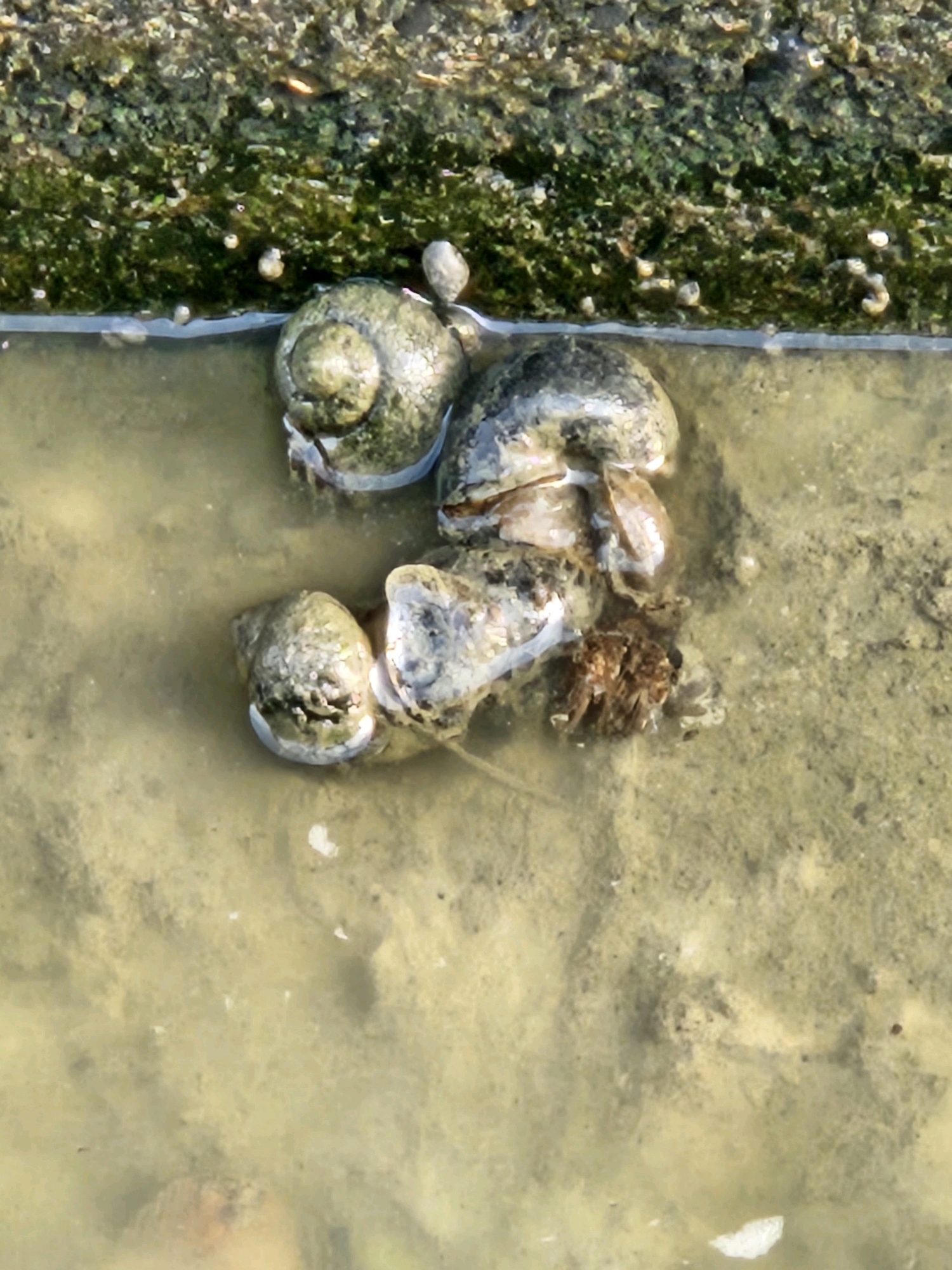 The image shows a close-up view of several snails in shallow, murky water. The snails are clustered together, with some partially submerged in the water and others resting on a wet, rocky surface covered in green algae. The water appears to be calm, and the light suggests it is daytime. The bottom of the water is sandy or muddy. The rocky surface on the left has a rough texture with small pebbles and patches of green growth. The overall scene is a naturalistic depiction of snails in their habitat.
