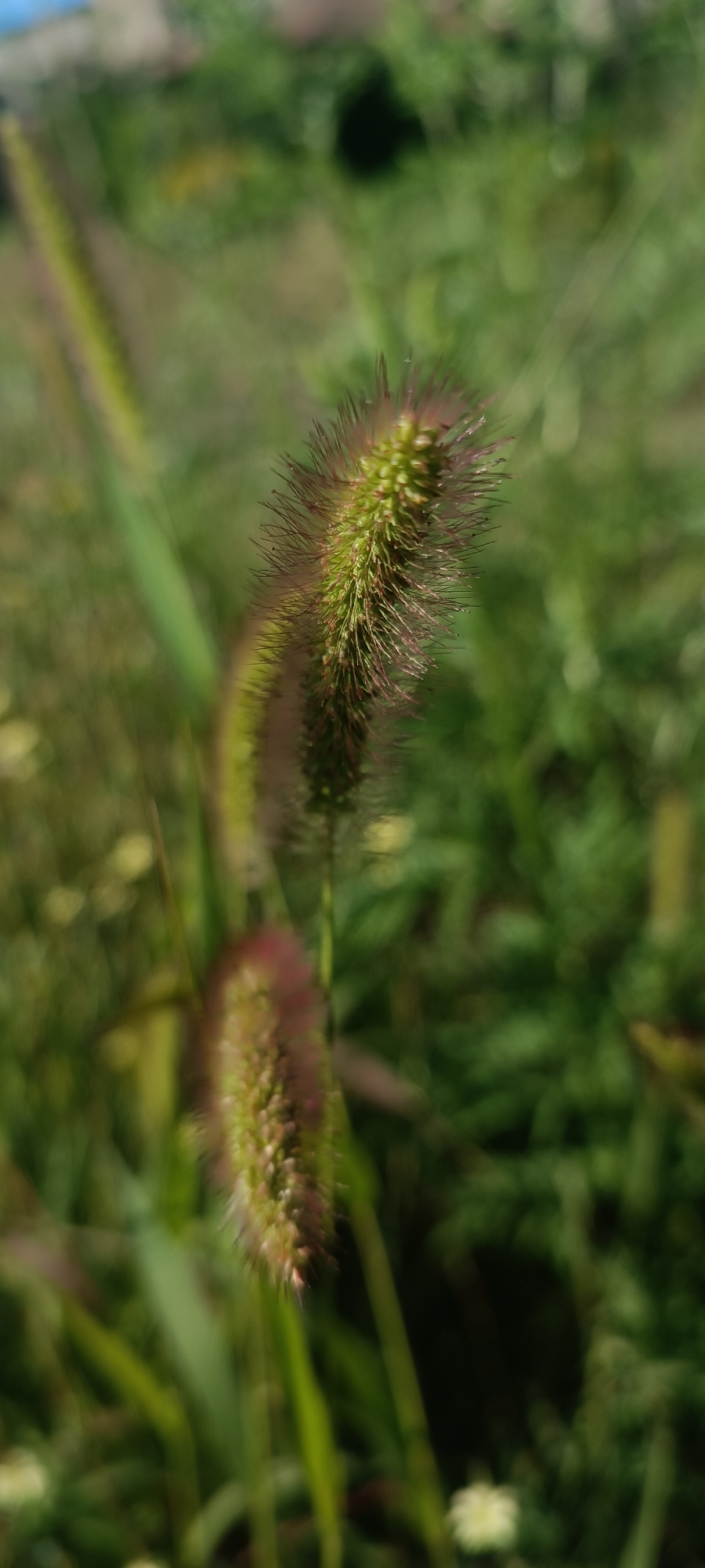 A close-up, shallow depth of field photograph captures a single foxtail grass seed head in focus against a blurred green background. The seed head is primarily green with hints of reddish-purple at its bristly tips and appears to be slightly damp, with small water droplets visible. The background consists of various shades of green foliage, some with soft yellow bokeh lights, suggesting an outdoor, natural setting. The lower portion of the image shows another blurred foxtail seed head. The scene is likely located in Sokolohirsk, Ukraine.