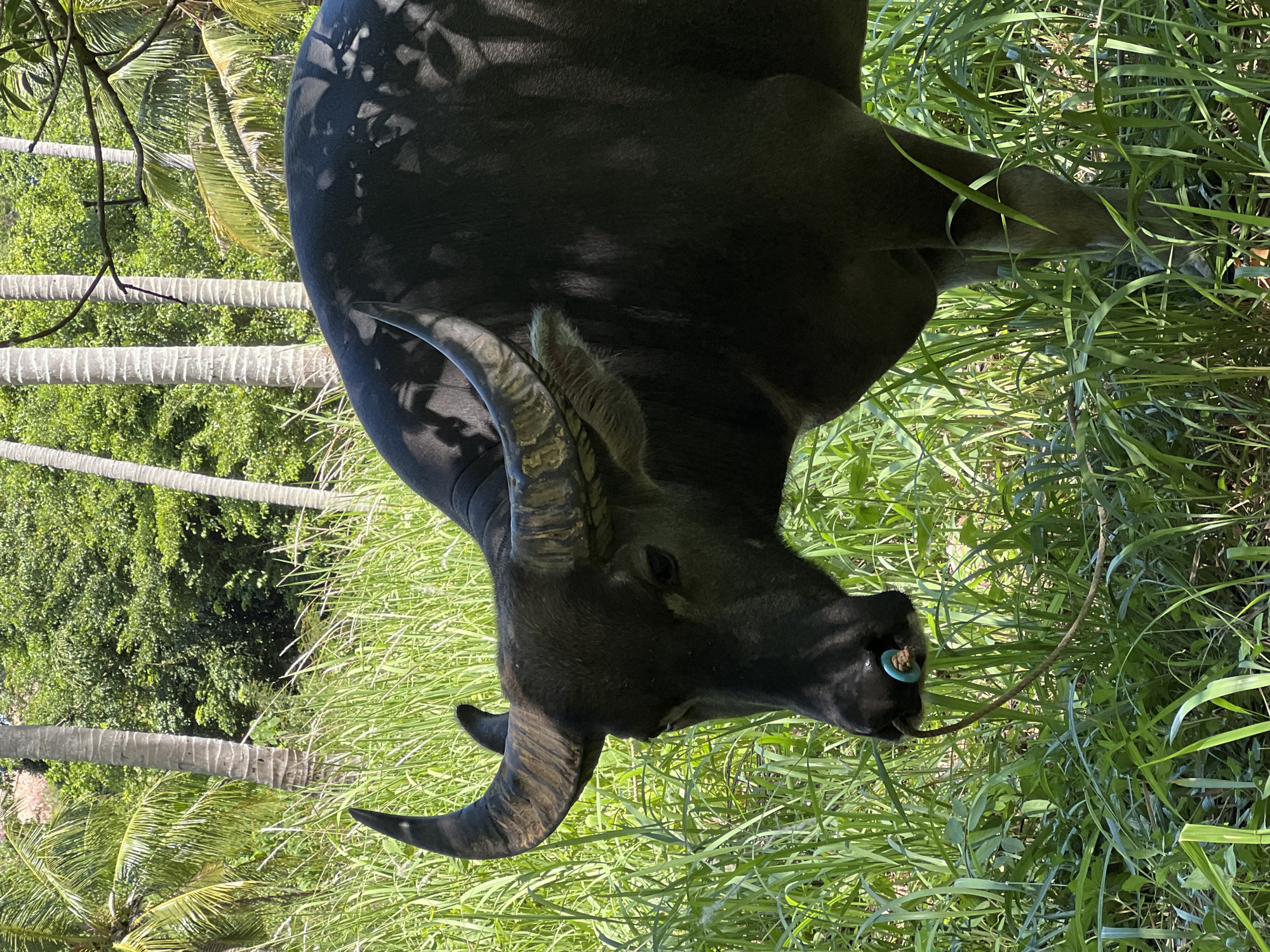 A water buffalo is standing in tall green grass, with palm trees and lush vegetation in the background. The buffalo is dark gray, with large, curved horns. A blue ring is visible in its nostril, and a rope is attached to it, trailing into the grass. The sun is shining, casting shadows on the buffalo and the surrounding foliage. The image appears to be taken in Baan Thurian, Thailand, given the characteristic palm trees and tropical vegetation.