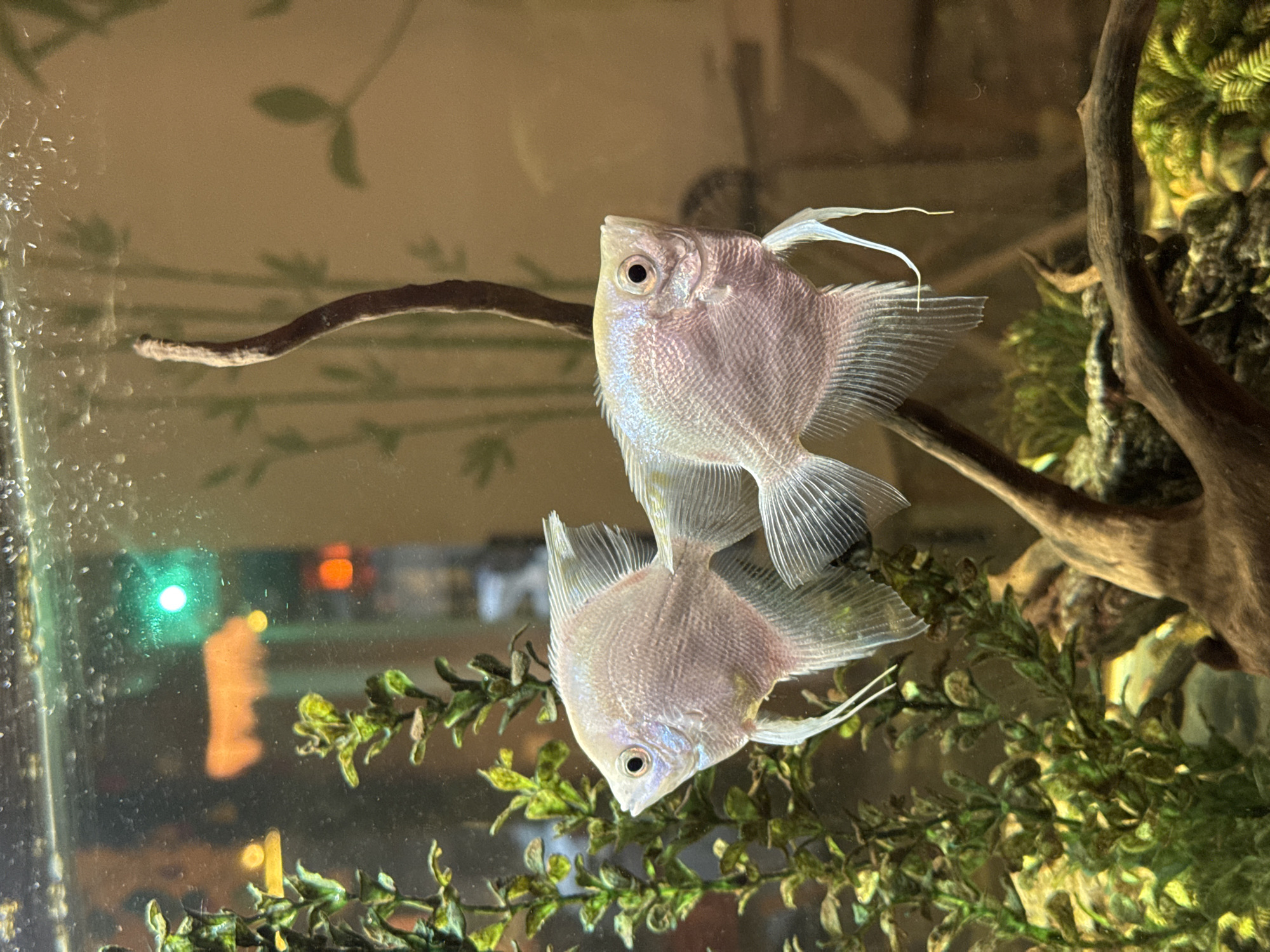 The image depicts an indoor aquarium tank containing two pale-colored angelfish swimming amongst artificial green plants and driftwood. The fish are positioned side-by-side, with their bodies angled slightly towards the viewer. The background is blurred, showing hints of a green light and some orange reflections, suggesting the presence of external lighting or an illuminated object outside the tank. The water appears to have some small bubbles on the surface. The overall environment is that of a domestic or pet store setting. There is no indication or information provided within the image to associate it with Baku, Azerbaijan.