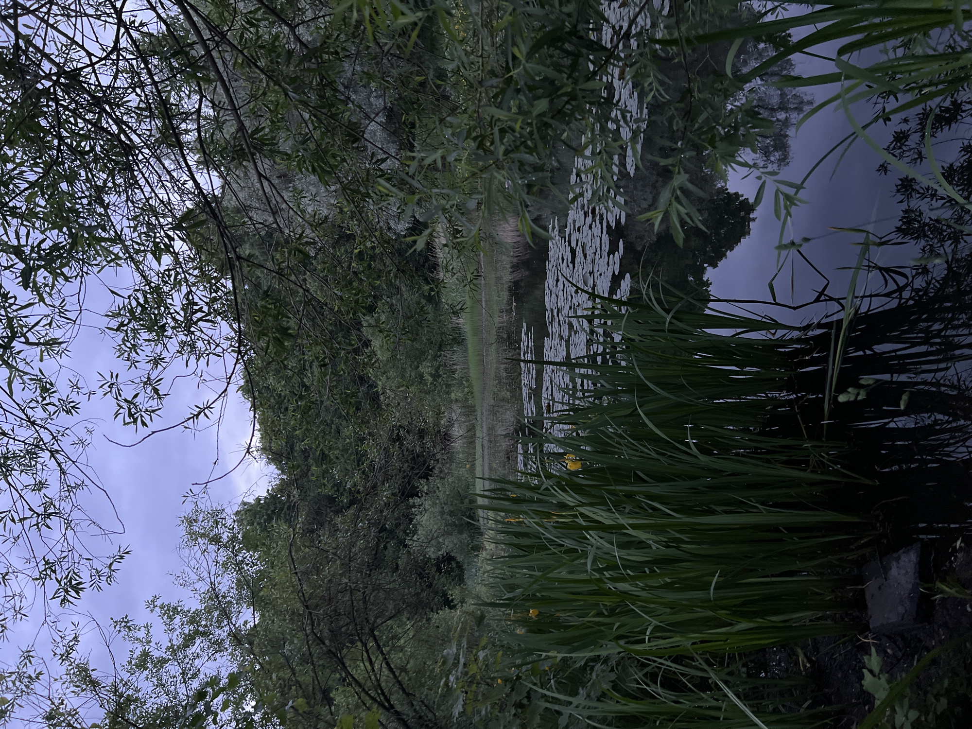 The image depicts a serene, dimly lit natural scene, likely taken at dusk or during overcast conditions. The foreground is dominated by tall, dark green reeds and other water vegetation growing from the muddy bank of a still body of water. Scattered among the reeds are a few yellow iris flowers. The water itself is dark and reflects the surrounding greenery and the cloudy sky above. Lily pads are visible on the surface of the water, forming a textured pattern. Beyond the water, dense trees and bushes create a backdrop of various shades of green, with some appearing lighter due to the diffuse light. The sky overhead is a muted lavender and grey, indicating twilight or a heavily clouded day. The overall atmosphere is quiet and tranquil, suggesting a natural park or undeveloped waterfront area within Saint Petersburg, Russia.