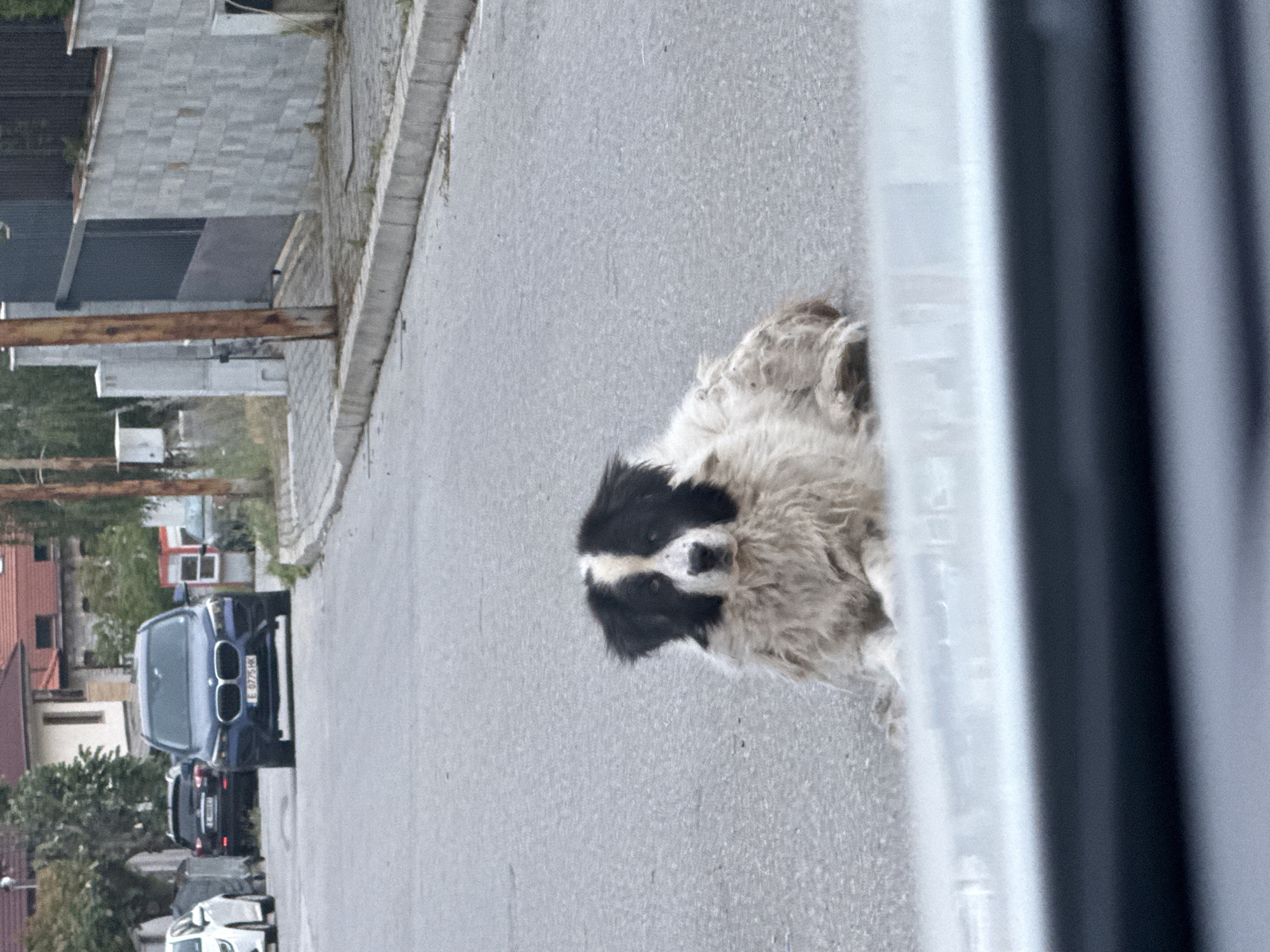 A medium-angle shot captures a furry dog, primarily white with black markings around the eyes and nose, lying on an asphalt road. Part of a building is on the left, and cars can be seen parked. The first car is a blue BMW with the license plate number E 0775 HK. The location is Blagoevgrad, Bulgaria. A car window is in the right foreground.