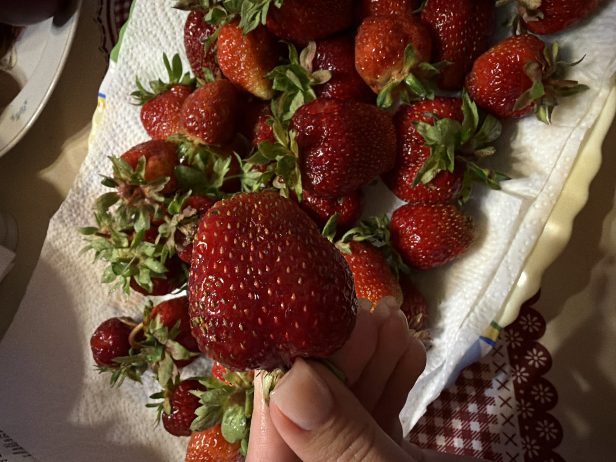 A person's hand is holding a large, ripe strawberry, which is the central focus of the image. The strawberry is bright red, plump, and covered in tiny seeds. It is positioned in the foreground, with many other strawberries scattered around it on a white paper towel. The strawberries are a mix of sizes and shapes, but all appear to be fresh and ready to eat. The background is blurred, but suggests a domestic setting, possibly a kitchen counter. There is no indication of the location being Satino-Russkoe, Russia.