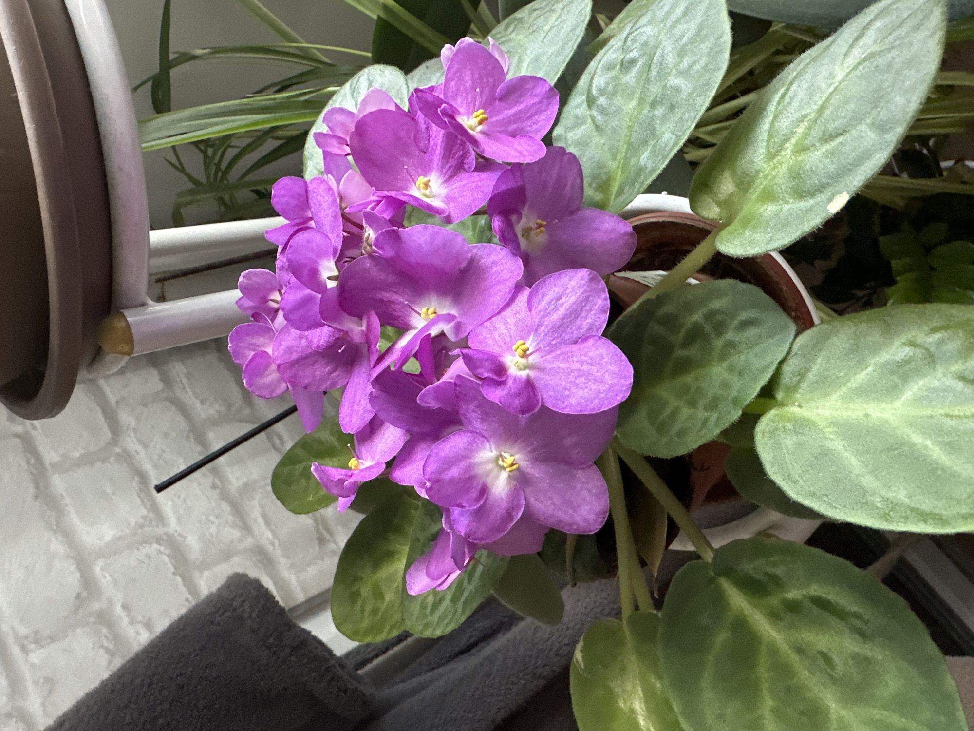 A close-up, eye-level shot shows a potted African violet plant with numerous vibrant purple flowers and fuzzy green leaves. The plant is in focus, with a blurred background that includes a white brick wall, a grey fuzzy object, a metal shelf, and other greenery. The lighting appears to be natural, casting soft shadows.