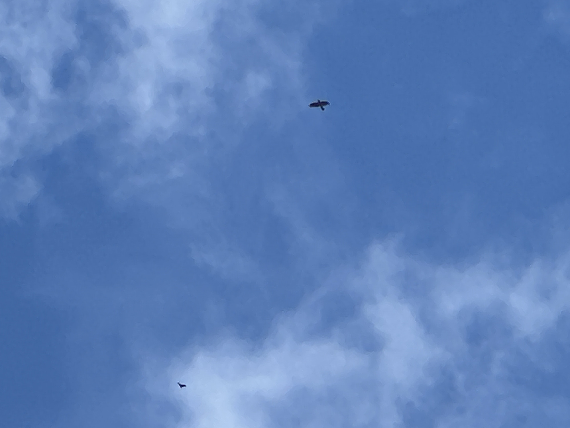 The image displays a bright blue sky with scattered white and light gray clouds. Two birds are visible flying against this backdrop. One bird, positioned in the upper-middle right of the frame, is larger and appears to be soaring with its wings extended. Its silhouette is dark against the brighter sky, but some lighter coloration is visible on its underparts. The second bird is much smaller and further away, appearing as a distinct dark silhouette in the lower-left corner of the image. The overall scene suggests a clear, daytime setting with good visibility. There are no people, other objects, or discernible text in the image.