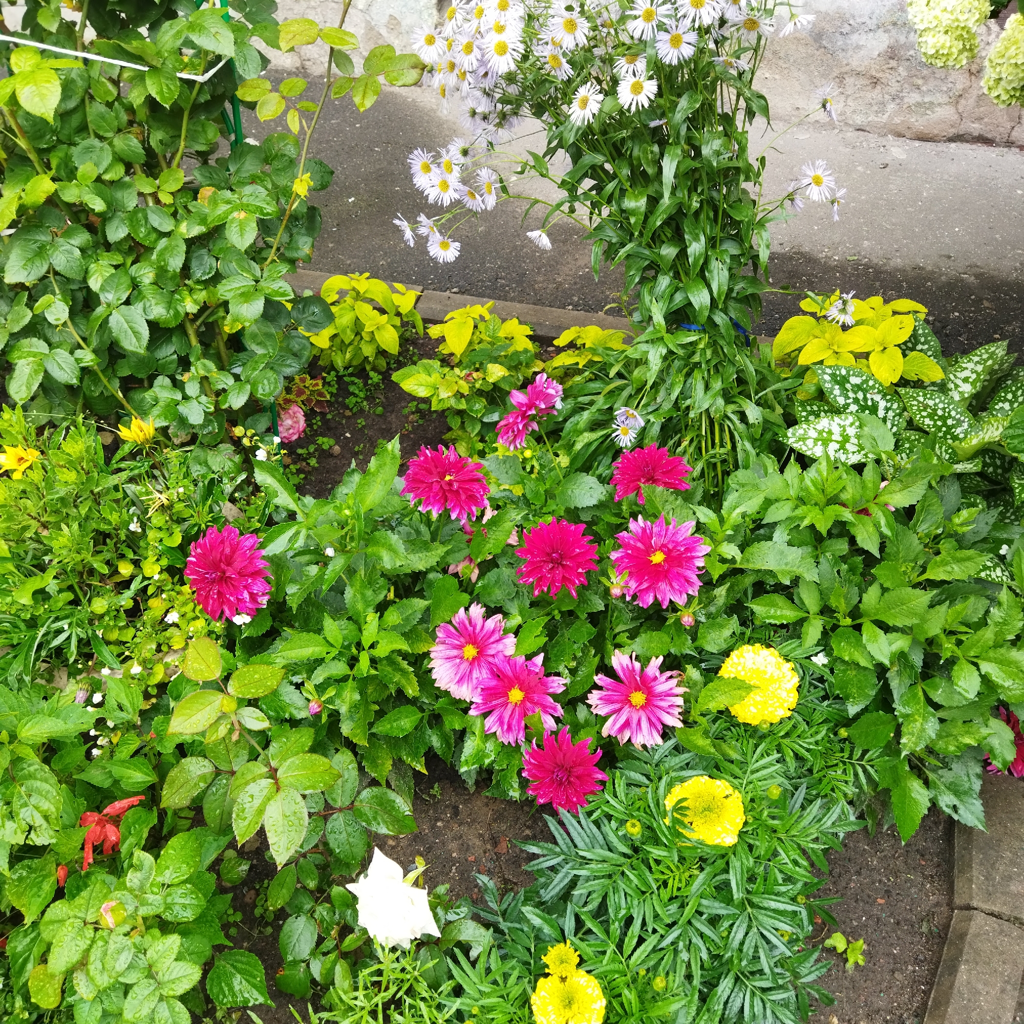 The image depicts a vibrant flowerbed located in Polotsk, Belarus. The flowerbed is densely packed with a variety of blooming plants. Prominently featured are numerous bright pink dahlias with yellow centers, scattered amongst lush green foliage. Interspersed are smaller yellow flowers and delicate white flowers with yellow centers. A cluster of tall, white flowers with yellow centers stands towards the back of the arrangement. The leaves of many plants appear wet, suggesting recent rain. The flowerbed is situated next to a paved pathway, possibly a sidewalk or garden path, with a rough, textured surface. In the background, a light-colored, textured wall can be seen. The scene is natural and appears to be an outdoor garden or park setting within the city. No people are visible in the image.
