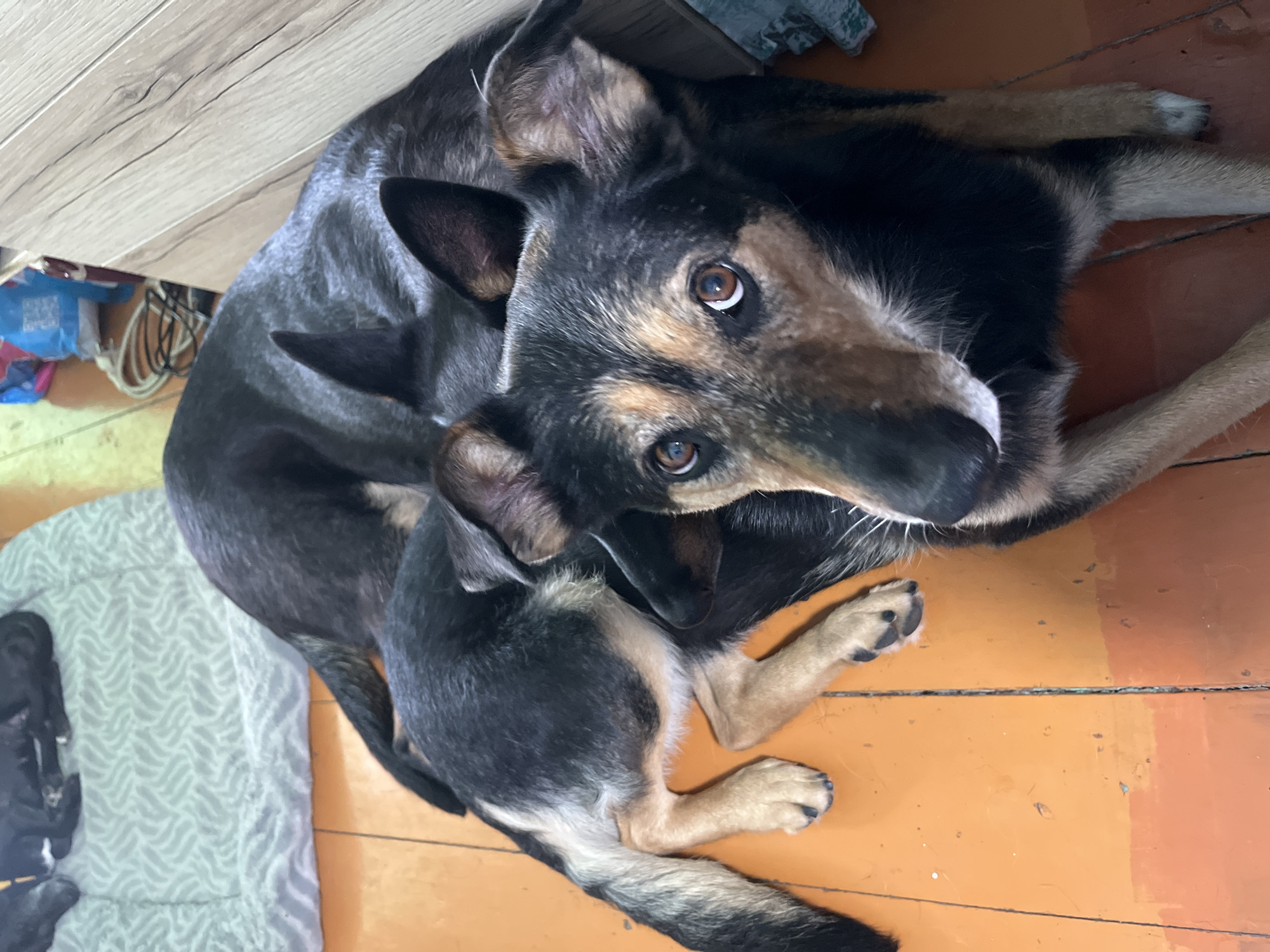 The image shows two dogs, an adult and a puppy, lying on a wooden floor. The adult dog is on top, with its head turned towards the camera, looking directly at the viewer with expressive brown eyes. Its fur is a mix of black, brown, and tan. The puppy is nestled underneath the adult, with its head resting on the larger dog's body. It appears to be mostly black with tan markings.
The setting seems to be indoors, possibly a home, given the wooden floor and a glimpse of what might be a cabinet or furniture in the background. There are some objects visible near the cabinet, including what appears to be a blue plastic bag and some coiled cables. The floorboards are orange and show signs of wear. To the left of the dogs, a light-colored, patterned blanket or mat is visible, on which some very young, small puppies are lying.
The overall impression is one of calm and domesticity, with the adult dog appearing protective or comforting towards the puppy. The lighting suggests it is daytime, but there are no strong indicators of the time of day or weather conditions. The image is taken from a high angle, looking down on the dogs. There is no visible text in the image. The context of Nizhny Tagil, Russia, provides a geographical location for the scene.