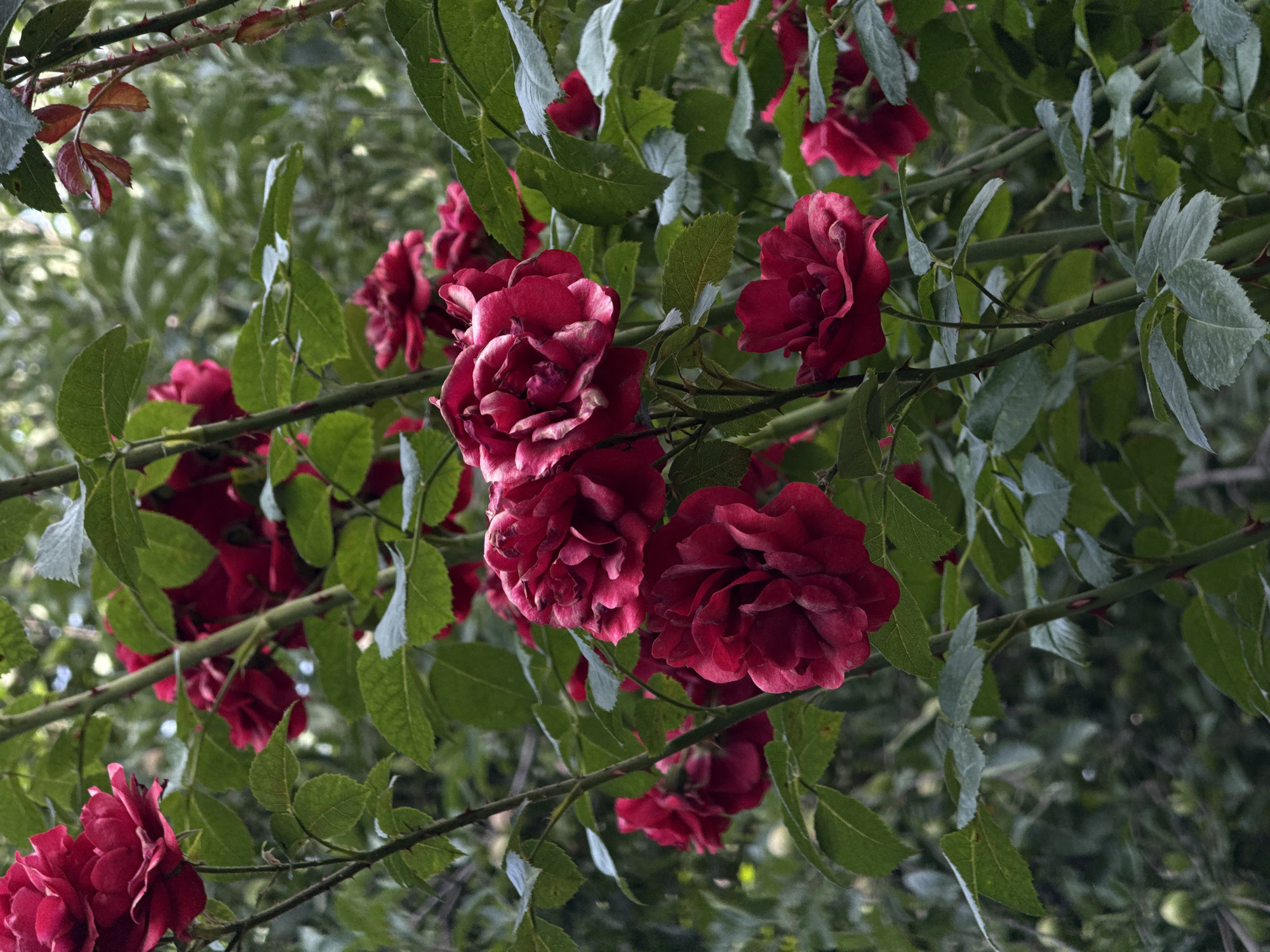 A close-up shot features a cluster of deep red roses in full bloom, interwoven with vibrant green leaves and thorny stems. The roses are the primary focus, with their layered petals showcasing a rich, velvety texture and hints of lighter red or pink on the edges. The background is a soft blur of more greenery and some out-of-focus red blooms, suggesting a dense garden or bush. The lighting is natural, highlighting the textures and colors of the flowers and foliage. The image appears to be taken outdoors in a garden setting, with no people or man-made structures visible. The scene is peaceful and natural, emphasizing the beauty of the roses. This image was captured in the city of Almaty, Kazakhstan.