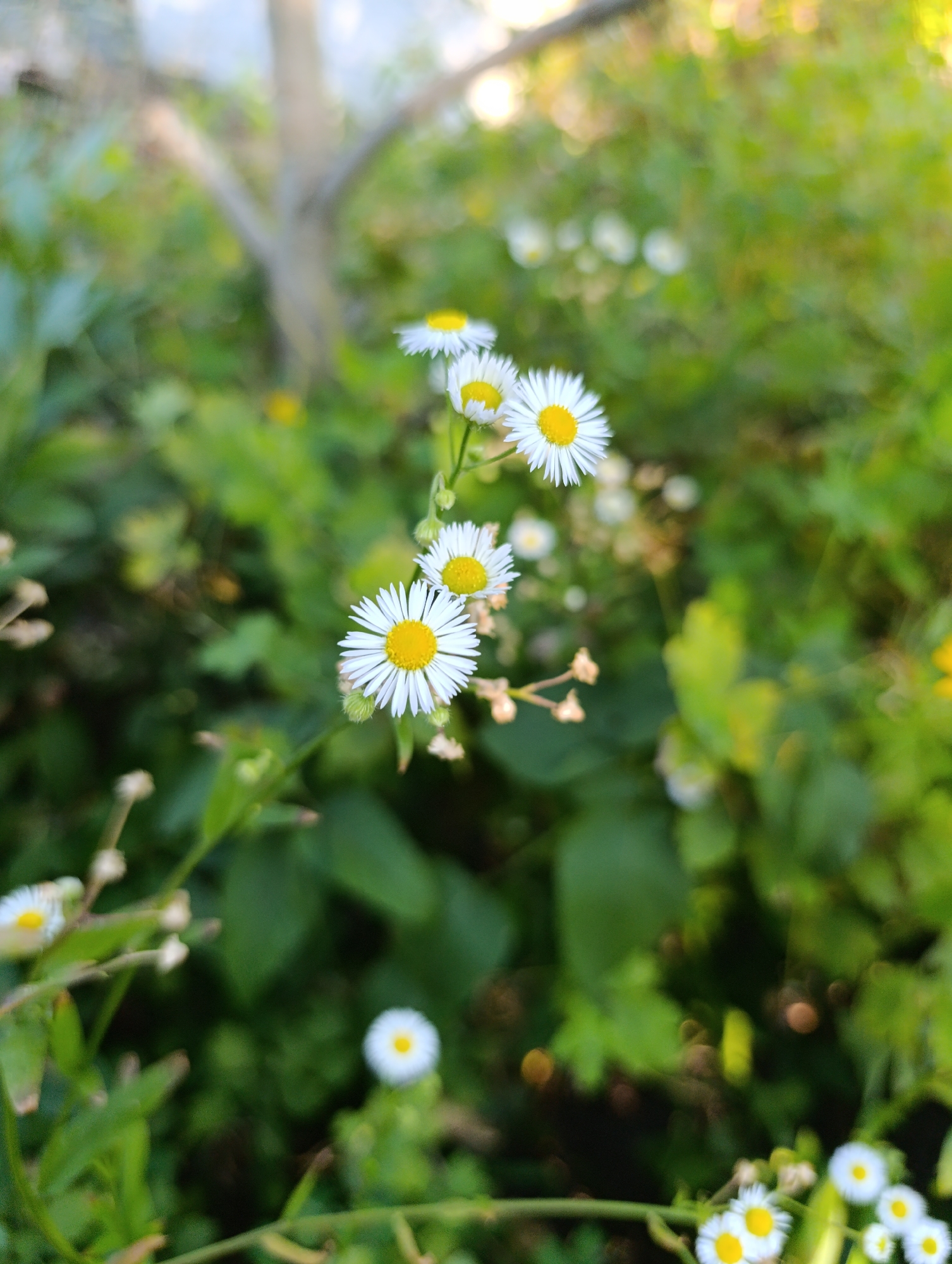 The image is a close-up, shallow depth of field photograph of several small white daisy-like flowers with yellow centers blooming in a green, leafy environment. The flowers are the primary focus, with some in sharp detail and others blurred in the foreground and background. The background consists of out-of-focus green foliage and some bokeh light effects, suggesting an outdoor natural setting. There are no people or man-made objects visible in the image. The lighting appears to be natural, possibly sunlight filtering through leaves. The overall impression is one of a serene, natural scene.