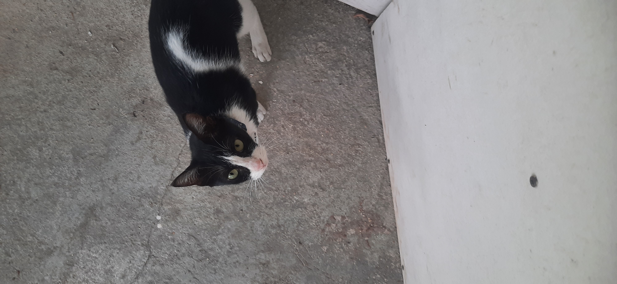 A black and white cat with green eyes is looking directly at the camera. It is sitting on a rough, grey concrete surface with some white marks and small debris scattered on it. The cat has a white patch on its chest and a white blaze on its face. A part of a white object, possibly a ledge or a table, is visible in the lower part of the image. The scene appears to be outdoors, possibly in a residential area or alleyway in Cisauk, Indonesia.
