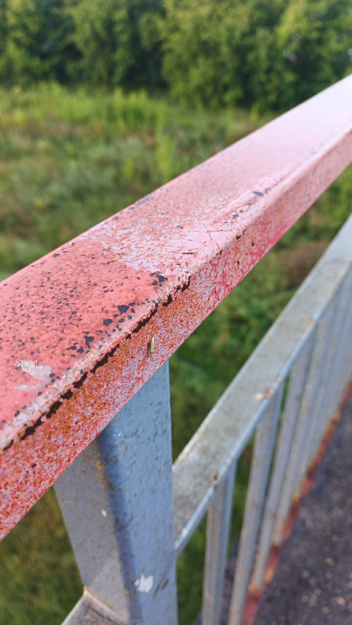 The image is a close-up, low-angle shot of a rusty, red-painted metal railing. The railing is worn, with patches of rust and chipped paint visible. A small green insect, possibly a grasshopper, is perched on the railing. The background is blurred, showing green foliage and trees, suggesting an outdoor environment. The railing appears to be part of a bridge or elevated walkway, with another, lighter-colored metal railing visible behind it. The scene is forensic in nature, with no people present and no discernible actions or interactions. The environment appears to be a natural setting adjacent to an urban or suburban area. The metadata indicates the image was taken in Drezna, Russia, suggesting this is a railing in that city.