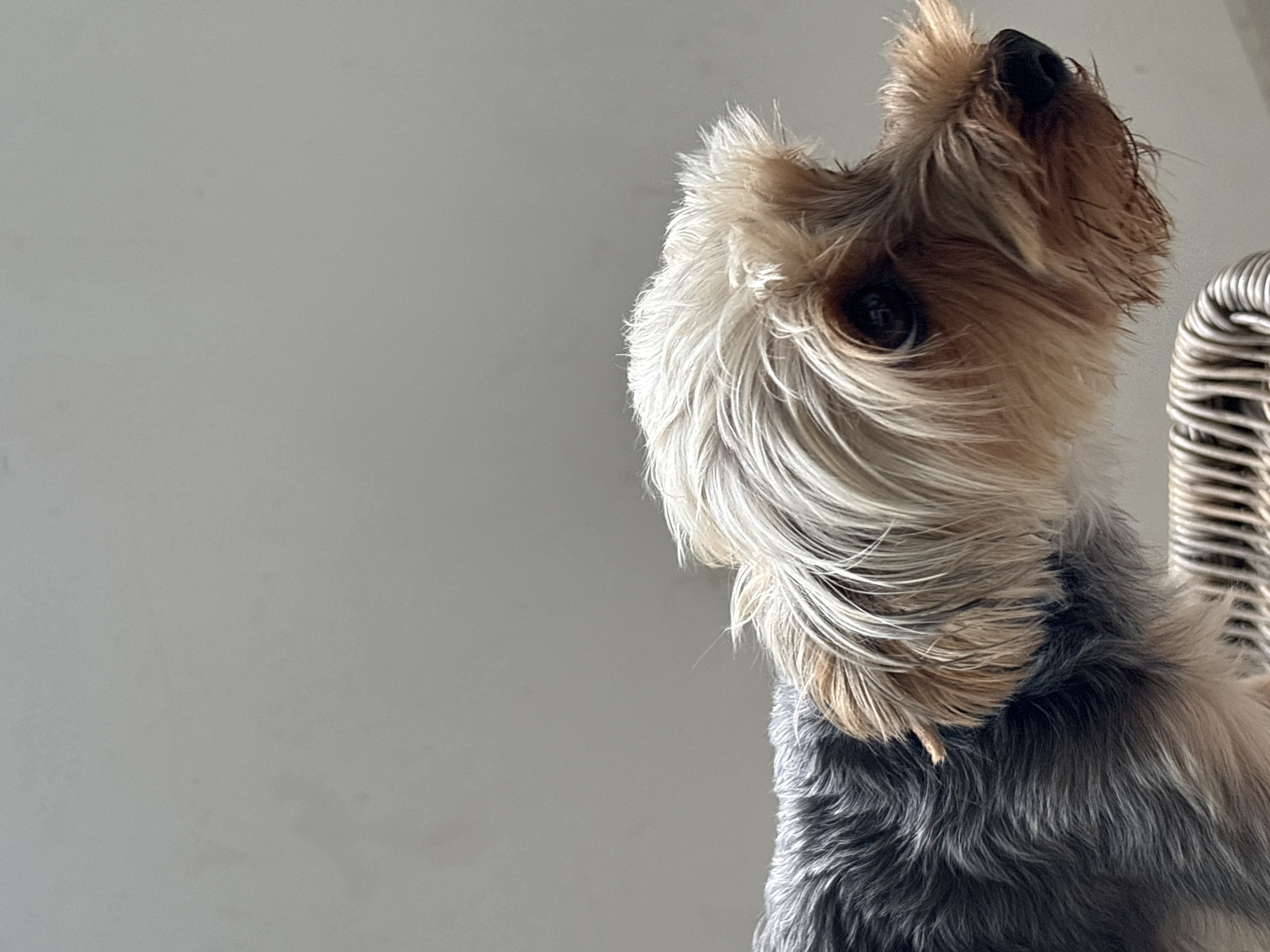 A close-up shot focuses on the head and upper body of a small dog, likely a Yorkshire Terrier, seen from a low angle. The dog has a textured coat with dark grey on its back, transitioning to lighter grey, tan, and blonde on its head and face. Its fur is somewhat disheveled, giving it a shaggy appearance. The dog's dark eye is visible, looking towards the right side of the frame. Its nose is black, and its snout is covered in lighter-colored, shorter hairs. The background is a plain, light grey, suggesting an indoor setting with a diffused light source. The dog appears to be resting on a woven surface, possibly a piece of furniture, which is visible at the bottom of the frame. There are no people or other animals present. The scene is devoid of any context that would allow for a specific location within Plovdiv, Bulgaria, or any other city.