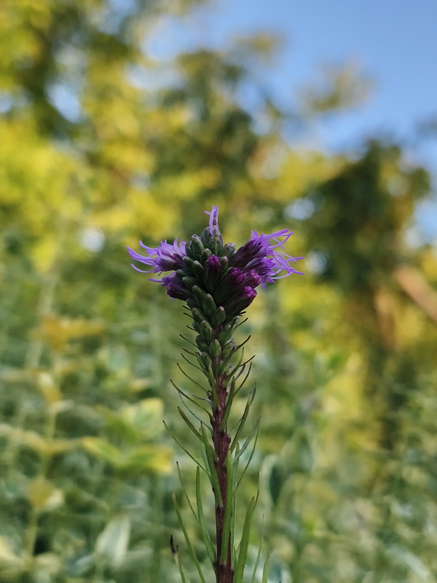 A close-up, low-angle shot captures a single Liatris spicata flower blooming against a blurred background of green foliage and a clear blue sky. The flower, with its vibrant purple petals, stands tall on a thin, green stem with a few small, reddish-brown branches. The Liatris spicata is a herbaceous perennial plant native to North America, commonly found in meadows and prairies. It is not indigenous to Tczew, Poland, and therefore is unlikely to be found in its natural habitat there. The image does not contain any information to indicate its location in Tczew, Poland.