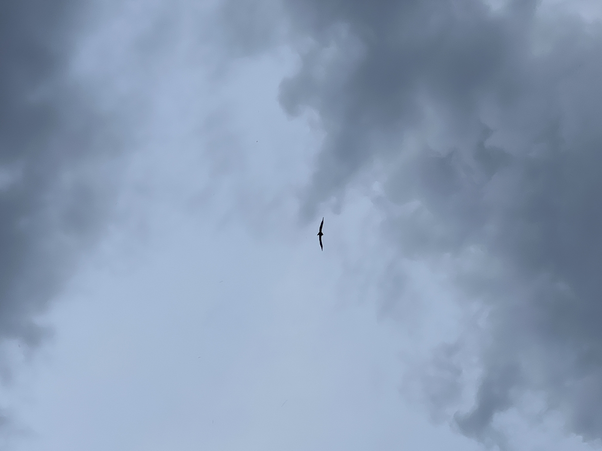 A single bird is captured in mid-flight against a cloudy, overcast sky. The bird is silhouetted and appears to be a medium-sized avian with outstretched wings. The clouds are a mix of grays and whites, creating a dramatic backdrop with some areas appearing darker and more dense than others. The lighting suggests it is daytime, but the overcast conditions obscure any direct sunlight. There are no discernible landmarks or environmental features, making it impossible to determine a specific location such as Mochishche, Russia based solely on the visual information provided.