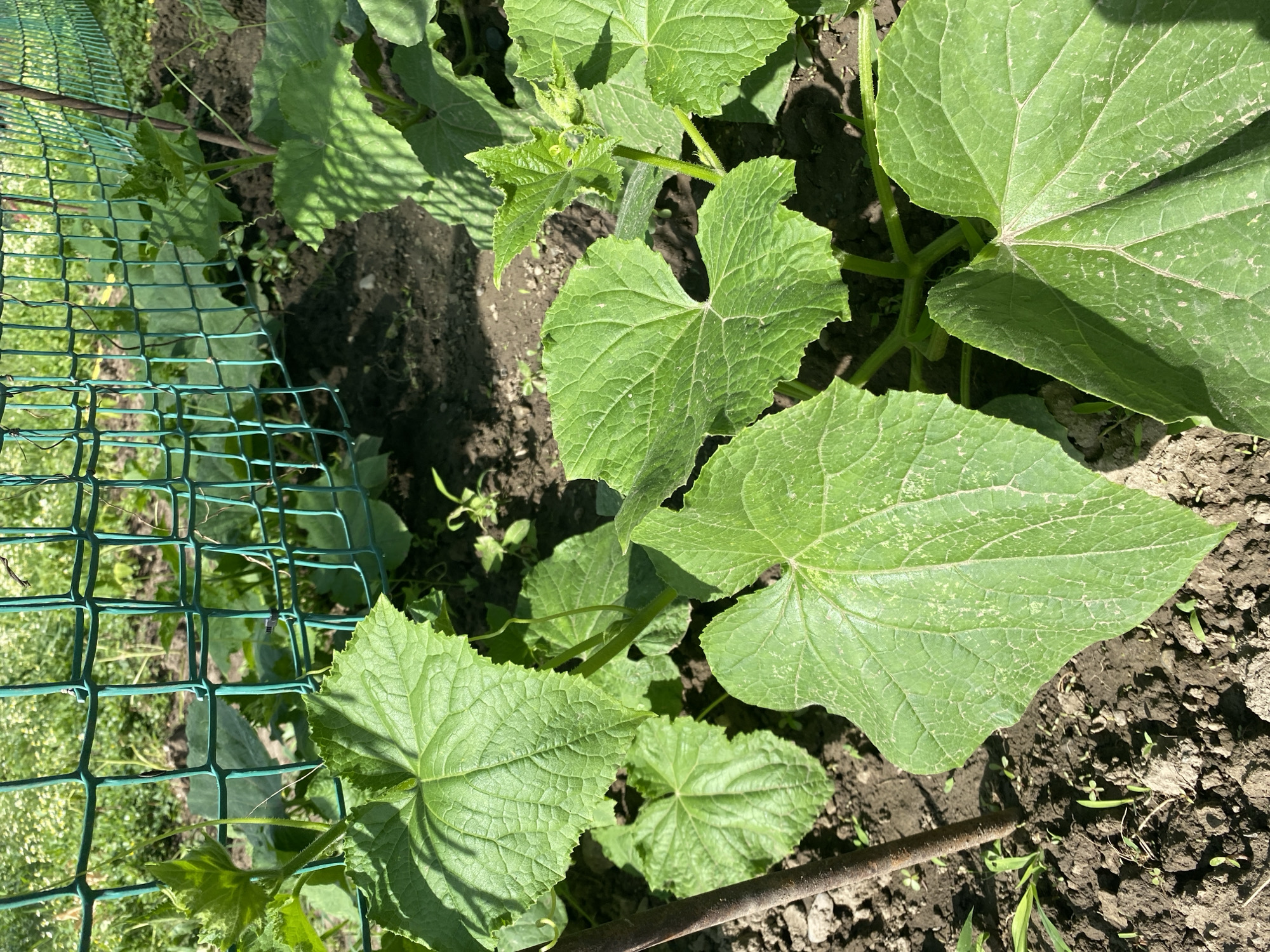 The image shows a close-up view of cucumber plants growing in a garden bed. The plants have large, green, lobed leaves and are supported by a green mesh fence in the background. The soil is dark and appears moist. The scene is outdoors, under natural sunlight, suggesting it was taken during the day in an agricultural or residential setting. The location is identified as Kurskaya, Russia. There are no people or animals visible in the image. The focus is on the plants and their immediate surroundings, highlighting their healthy growth.