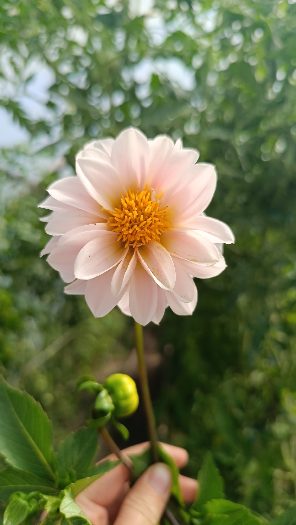 A pale pink dahlia with a yellow center is in focus, positioned centrally in the frame. The flower is held by a hand, visible in the lower right corner, which is gently supporting the stem. A small, green bud is visible below the dahlia. The background is softly blurred, showing green foliage and hints of sky. The image does not contain any identifiable urban features or specific locations within Karsha, Russia.