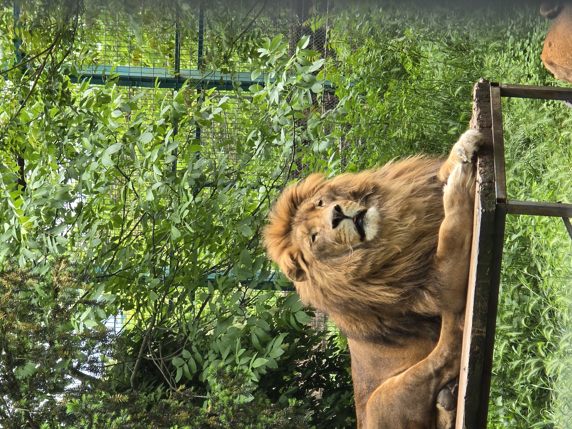 The image shows a lion in an enclosure. The lion has a full mane and is resting its paws on a wooden structure, seemingly part of its enclosure. The background consists of dense greenery, including trees and bushes. A green metal grid is visible in the upper left, further suggesting the enclosure setting. The location is the city of Unknown, Unknown.