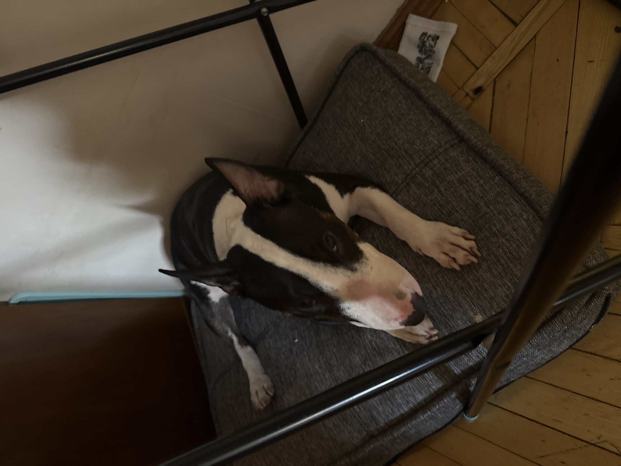 An indoor scene in Moscow, Russia, displays a black and white Bull Terrier-type dog lying on a grey, textured cushion. The dog's body is predominantly black with a white chest, a white blaze on its face, and white forelegs and paws. Its head is turned towards the viewer, with dark eyes and a pink nose speckled with dark pigmentation. Its right ear is erect. The cushion, appearing to be a dog bed, is positioned on a light brown wooden floor composed of planks. In the background, to the left, is a vertical, dark brown flat surface, possibly a piece of furniture or a door, adjacent to a thin, vertical light blue element. To the right of the dog, a light-colored wall is visible, against which stands a dark, thin, vertical metal frame, potentially part of a chair or shelving unit. A smaller, horizontal dark metal bar is partially visible connecting to the vertical frame in the upper right. A small, crumpled white object, possibly a piece of paper or fabric with dark markings, rests on the wooden floor in the lower right corner. The lighting is ambient and indirect, consistent with an indoor environment.