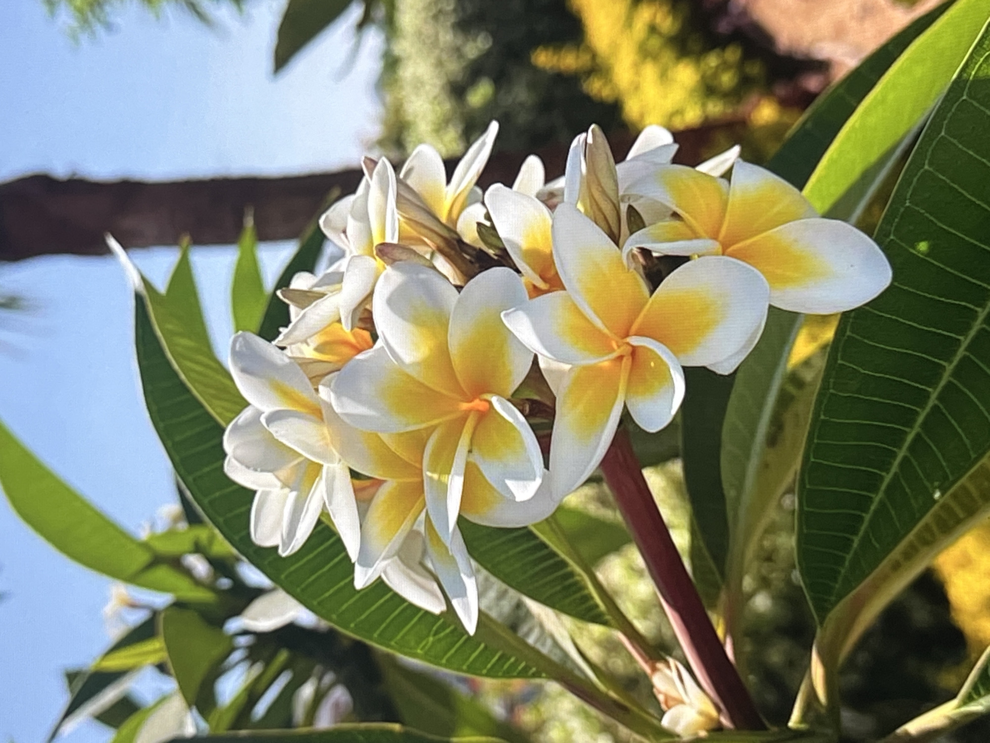 This media file is a close-up photograph of a cluster of white and yellow plumeria flowers in bloom. The flowers are delicate with rounded petals, each edged in white and fading to a vibrant yellow towards the center. They are arranged in a spray, with some flowers fully open and others still in bud. The background is softly blurred, suggesting a garden setting. Lush green leaves, characteristic of a tropical or subtropical plant, are visible around the flowers, some with prominent veins. A dark, reddish stem supports the blooms. The lighting indicates it is daytime, likely sunny, casting soft shadows and highlighting the textures of the petals and leaves. The overall impression is one of natural beauty and tranquility. Given the location context of Vanadzor, Armenia, this photograph might capture a rare or carefully cultivated plumeria specimen, as the climate there is generally not conducive to their natural growth.