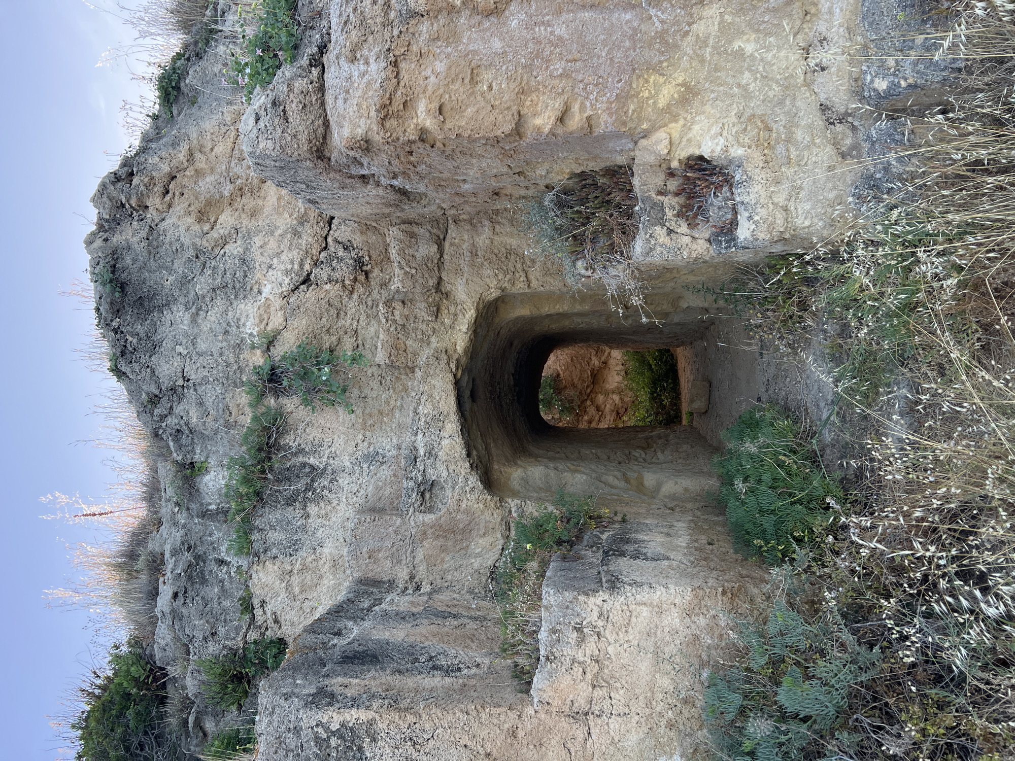 This vertical image displays a weathered rock formation with a centrally positioned arched passage, located in Sperone, Italy. The rock primarily consists of light-toned stone, exhibiting various shades of tan, beige, and grey, with darker striations indicative of weathering and mineral deposits.
The focal point is a dark, semi-circular archway situated in the lower-middle section of the frame, which serves as an entrance to a tunnel-like passage. The interior of the passage is shadowed, with a small cluster of green vegetation faintly visible towards its deeper end. The entrance is flanked by carved or eroded stone structures forming the portal.
Above the archway, the rock face rises steeply, displaying visible layering and irregular fracturing. Sparse vegetation, including small green shrubs, some with light-colored blooms, and numerous clumps of dry, light-brown grasses, grows from crevices and ledges on the rock surface, with the grasses at the top catching direct sunlight.
The foreground ground cover consists of a mix of dry, pale grasses, darker weeds, and a prominent cluster of bluish-green succulent plants positioned on the lower-left. Small green plants also emerge from the rock's lower sections. The sky, visible at the top of the frame, is a clear, light blue. No human figures, animals, or artificial structures other than the carved passage are present in the scene.