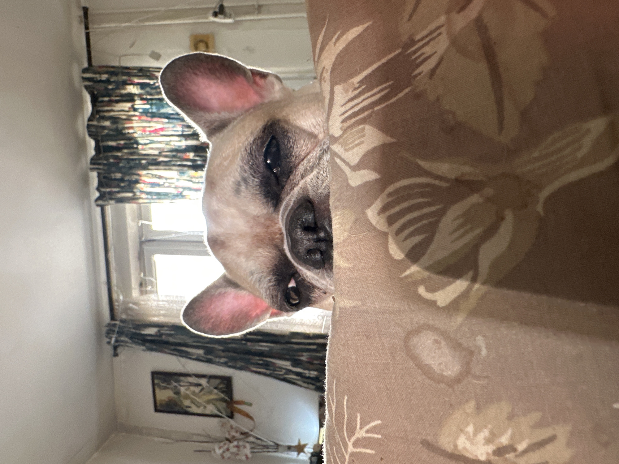 A French bulldog peers over a floral-patterned cushion in a dimly lit room. The dog's face is partially obscured, with its head tilted and one eye narrowed as if it is observing something. The background features a window with patterned curtains, a picture on the wall, and a lamp. The scene appears to be indoors, likely a residential setting. The location in Moscow, Russia is not discernible from the image.