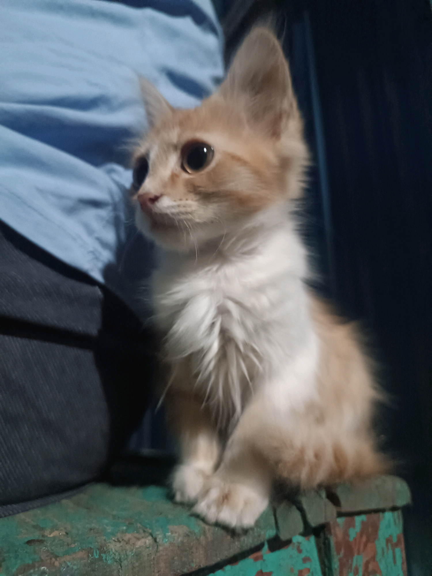 An orange and white fluffy kitten sits on a weathered teal-colored surface. The kitten is facing left with large, dark eyes. To the left of the kitten, a person wearing a blue garment is visible, partially obscuring the background. The overall environment appears to be indoors or in a sheltered outdoor area, with a dark background behind the kitten and person. No specific location in Vypasne, Ukraine can be determined from the visual information provided.