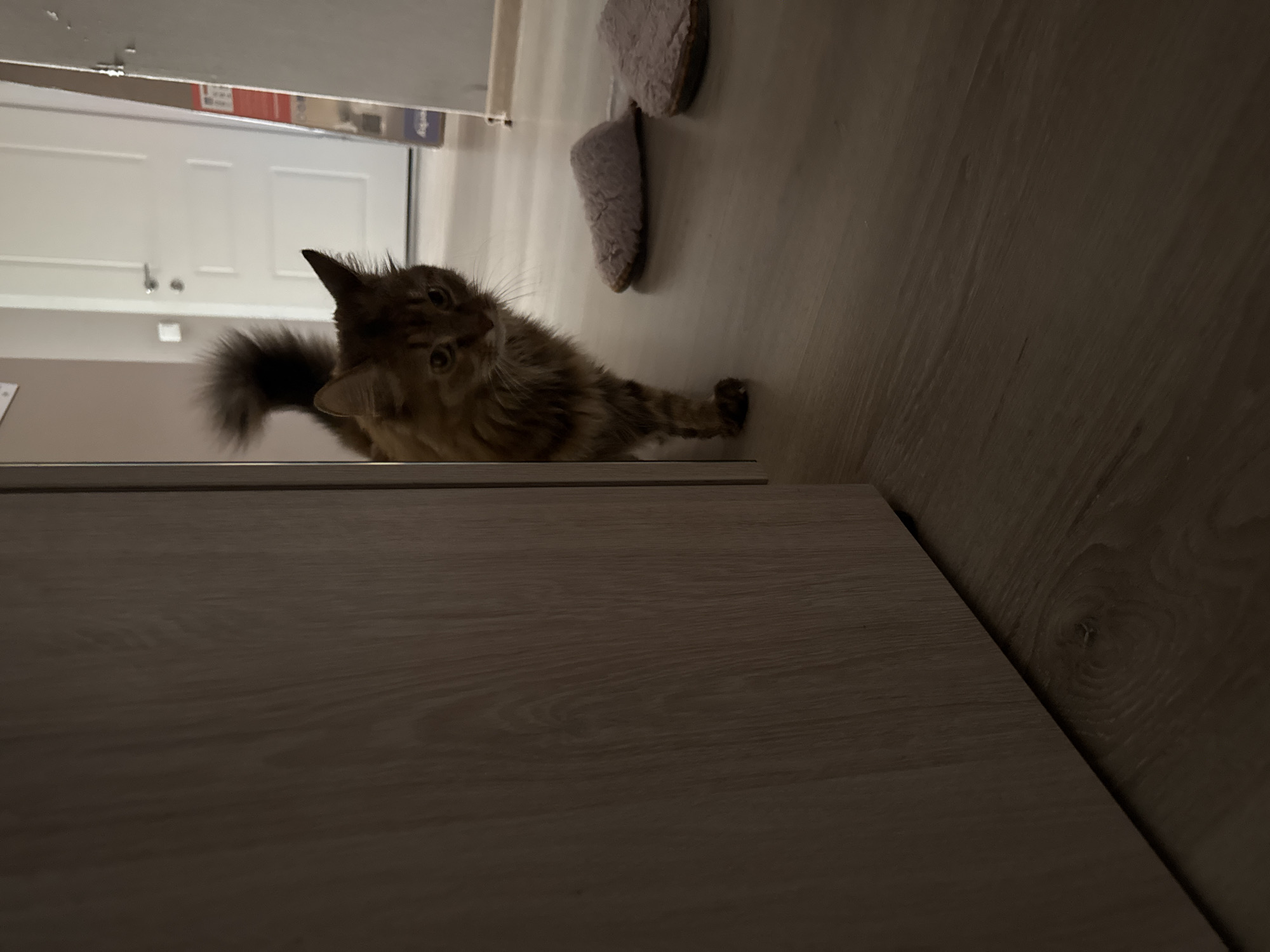 A ginger cat with a bushy tail peeks around a wooden doorframe into a room with light-colored wooden flooring. The cat is facing left and looking towards the camera with a curious expression. Two pink slippers are visible on the floor in the background. A white door with a silver handle is in the far background, along with a tall object leaning against a wall. The image appears to be taken indoors, likely in a residential setting. There is no indication of the specific location within Saint Petersburg, Russia.