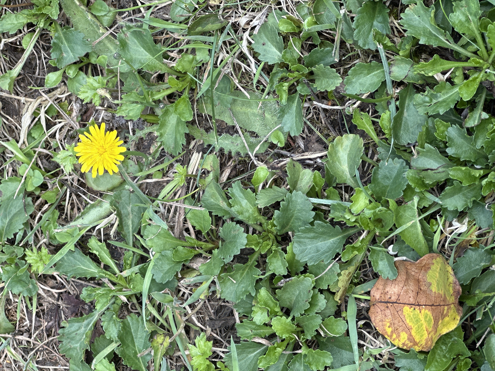 The image depicts a close-up, top-down view of a patch of ground covered with green vegetation and dry leaves. A single, bright yellow dandelion flower stands out among the foliage. The ground appears to be soil mixed with dried plant matter, suggesting an outdoor environment. There are no people or animals visible in the scene. The overall impression is one of a natural, uncultivated outdoor space, possibly a park, garden, or roadside verge. The specific location in Krefeld, Germany, cannot be determined from the visual information provided.