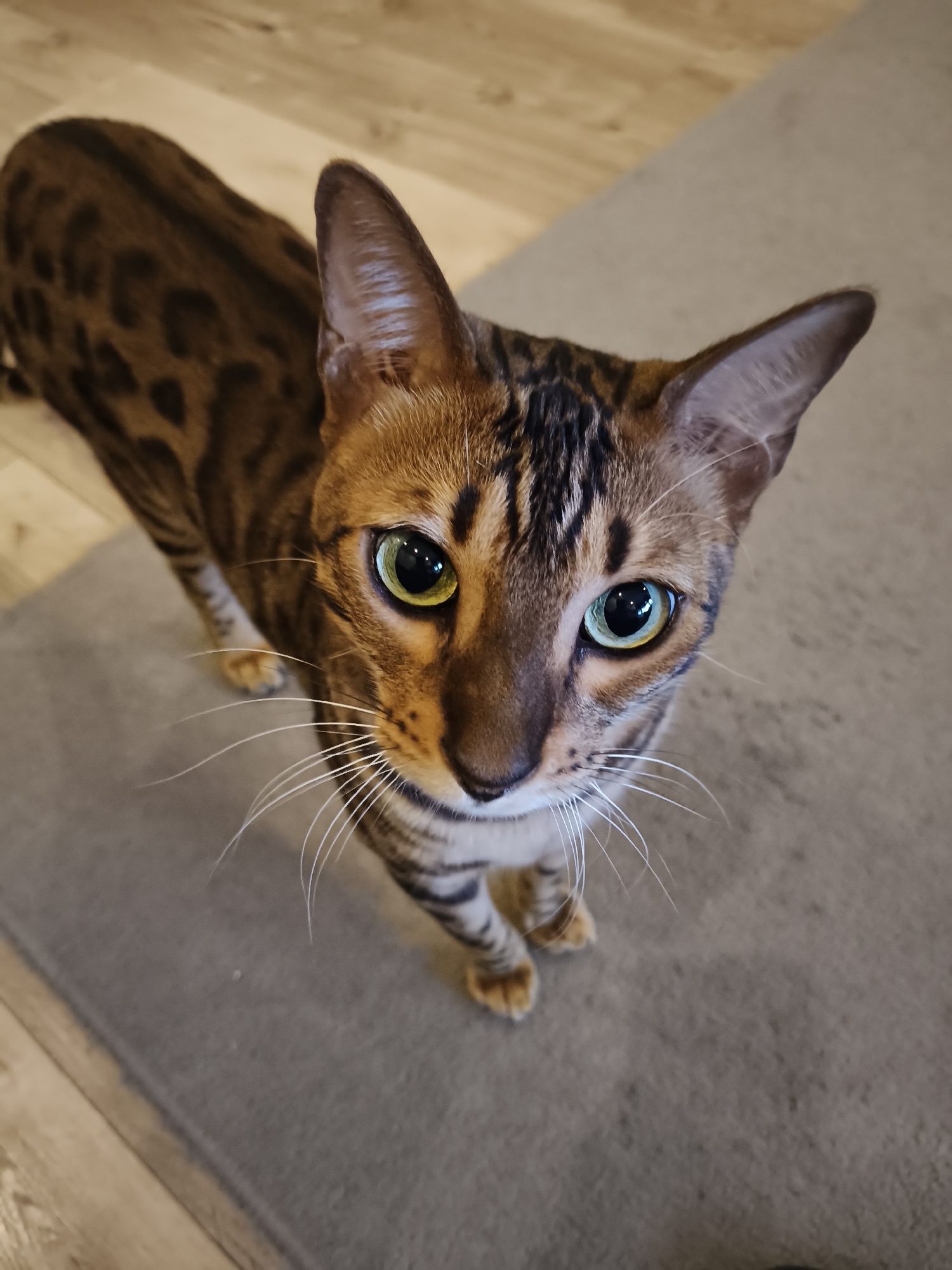 A Bengal cat with green eyes and spotted fur is looking up at the camera. The cat is standing on a gray rug in front of a wooden floor. The background is blurred, but it appears to be an indoor setting. There are no people or other animals visible in the image. The location is not identifiable as The Hague, Netherlands.