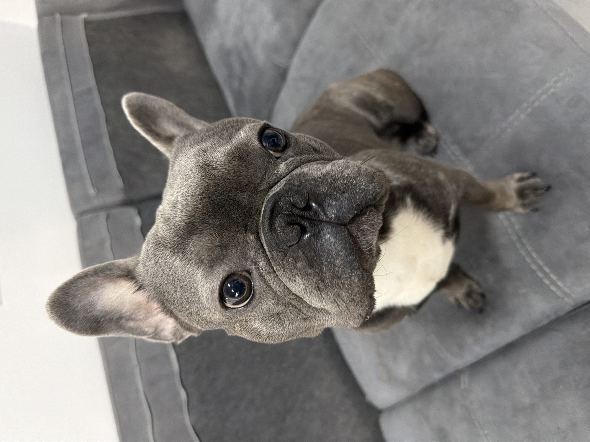 A high-angle, close-up shot captures a blue-grey French Bulldog lying comfortably on a grey upholstered sofa in what appears to be an indoor setting, likely a living room in Ruse, Bulgaria. The dog is the sole subject, with its head slightly tilted and its large, dark eyes wide open, making direct eye contact with the viewer. Its facial expression conveys attentiveness and curiosity.
The French Bulldog has short, smooth, grey fur, with noticeable lighter grey fur on its snout and ears. A prominent patch of white fur is visible on its chest, contrasting with its darker coat. Its characteristic bat-like ears are erect. One of its front paws and a portion of its hindquarters are visible, resting on the sofa.
The sofa features a solid grey color with visible stitching that creates a quilted or tufted pattern, and its fabric appears to have a soft, textured finish. A light-colored wall, possibly white, is partially visible in the upper left background. The lighting is soft and even, suggesting either natural diffused light from a window or general indoor artificial illumination. The activity centers around the dog resting and engaging with the person taking the photograph. There is no visible text in the image.